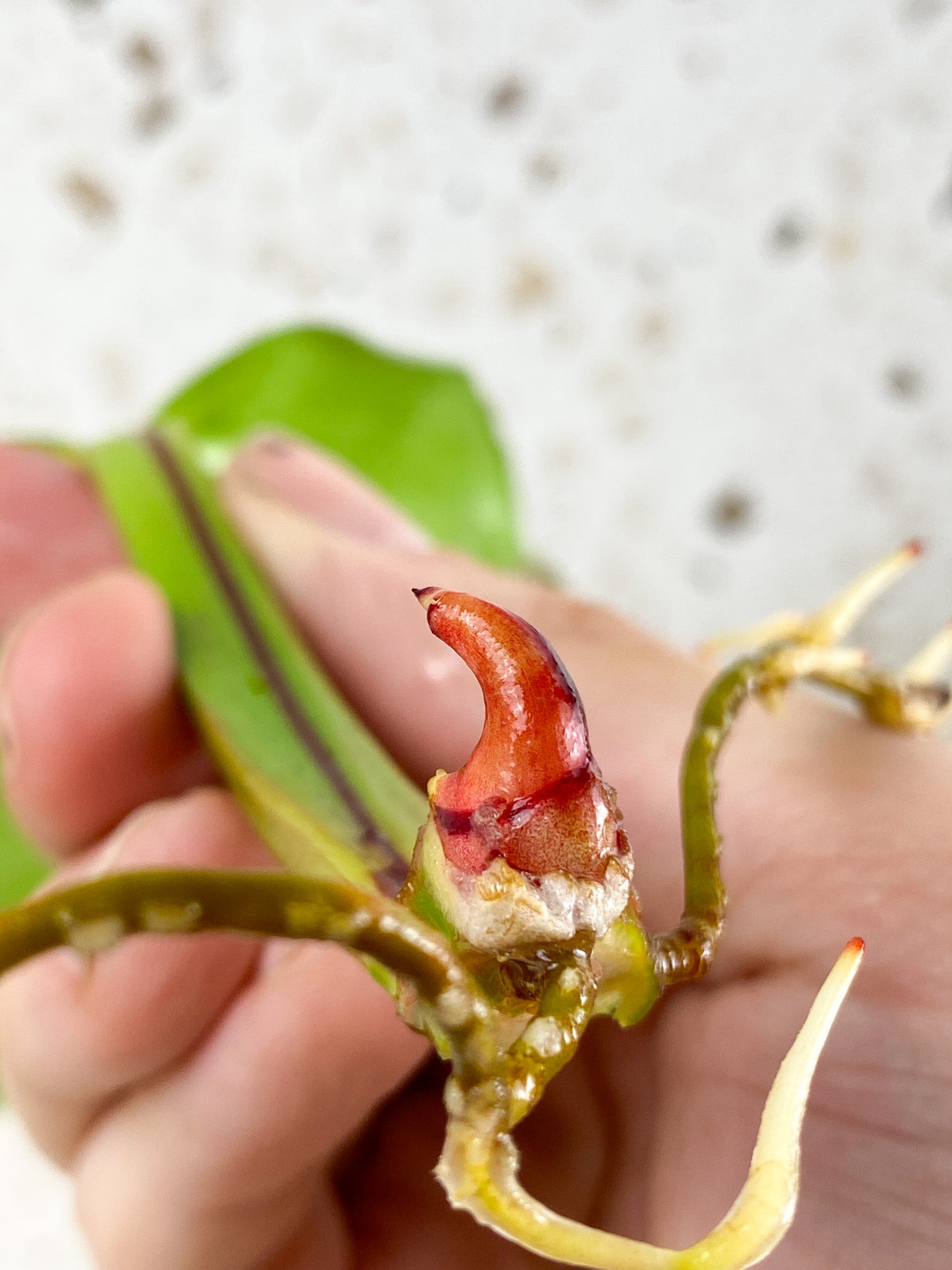 *Philodendron Red Moon Variegated 1 leaf with big sprout (rooting in water)