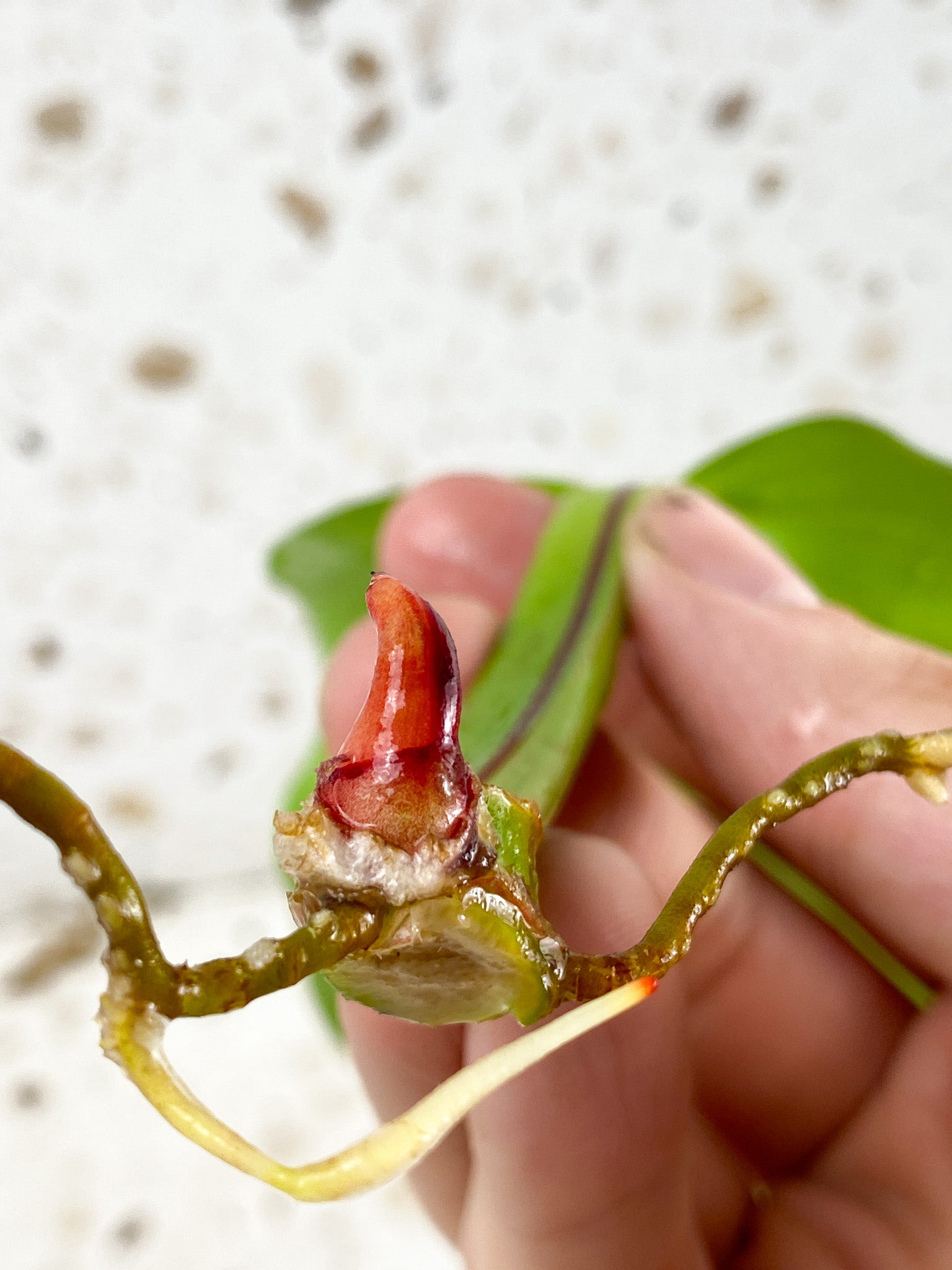 *Philodendron Red Moon Variegated 1 leaf with big sprout (rooting in water)