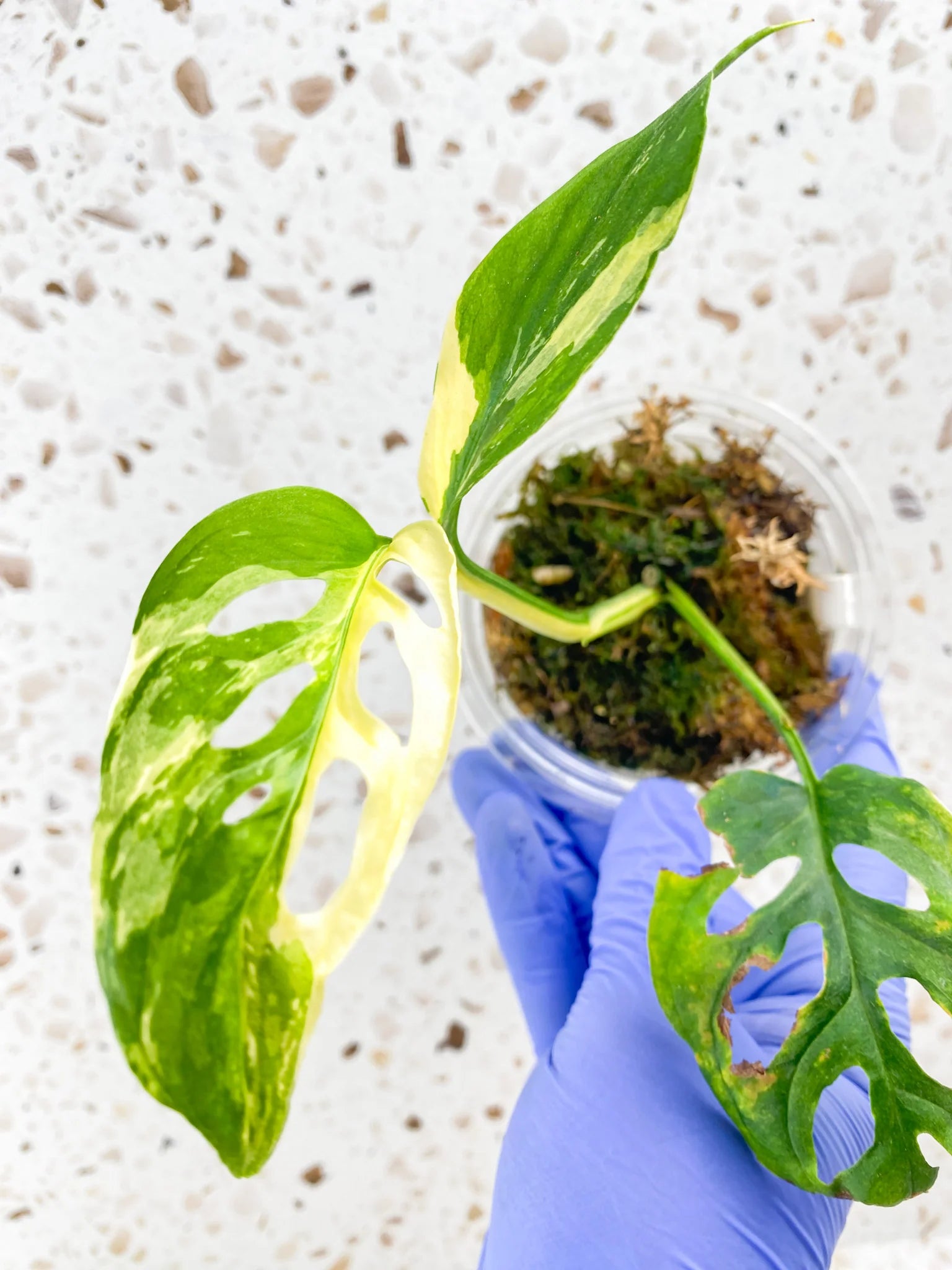Invoice for Lori Roehrl Partee (7 plants)