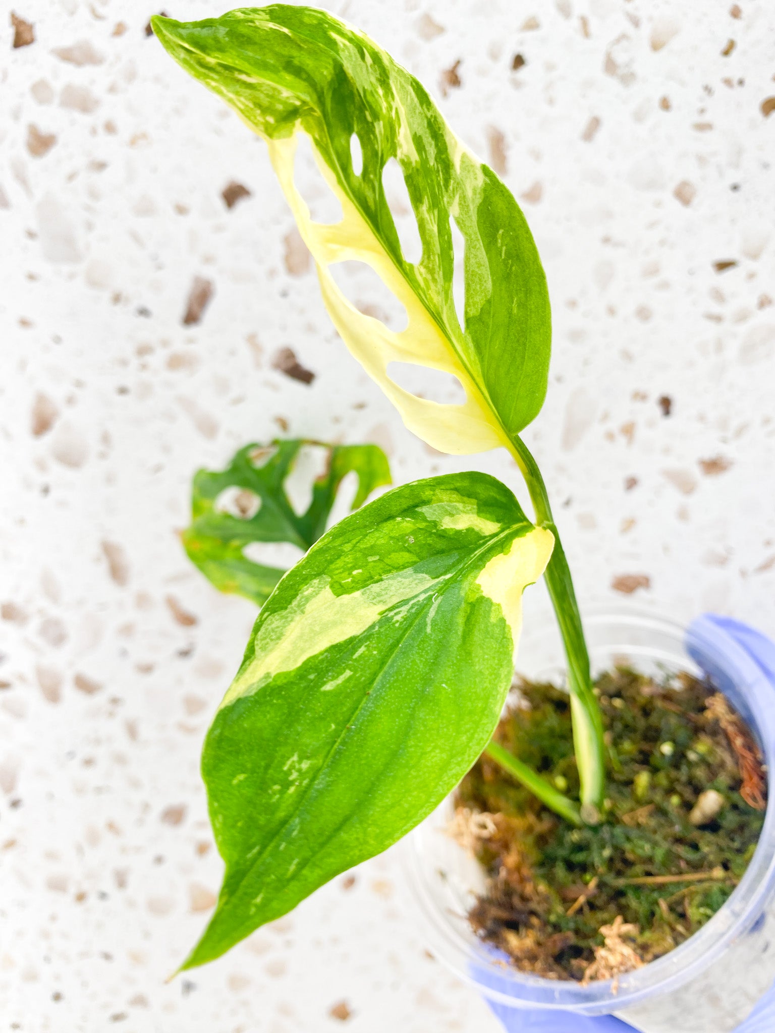 Monstera Acuminata Variegated 3 leaves