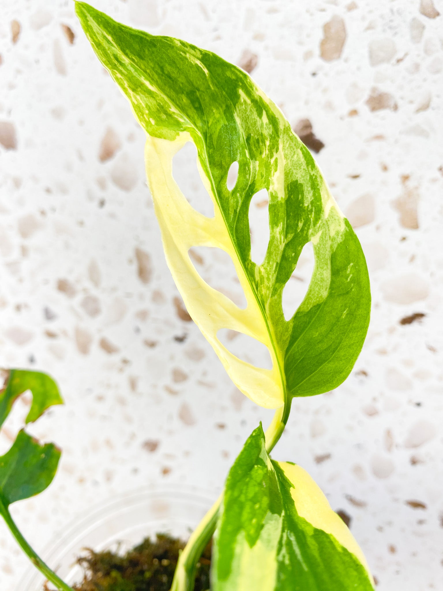 Monstera Acuminata Variegated 3 leaves