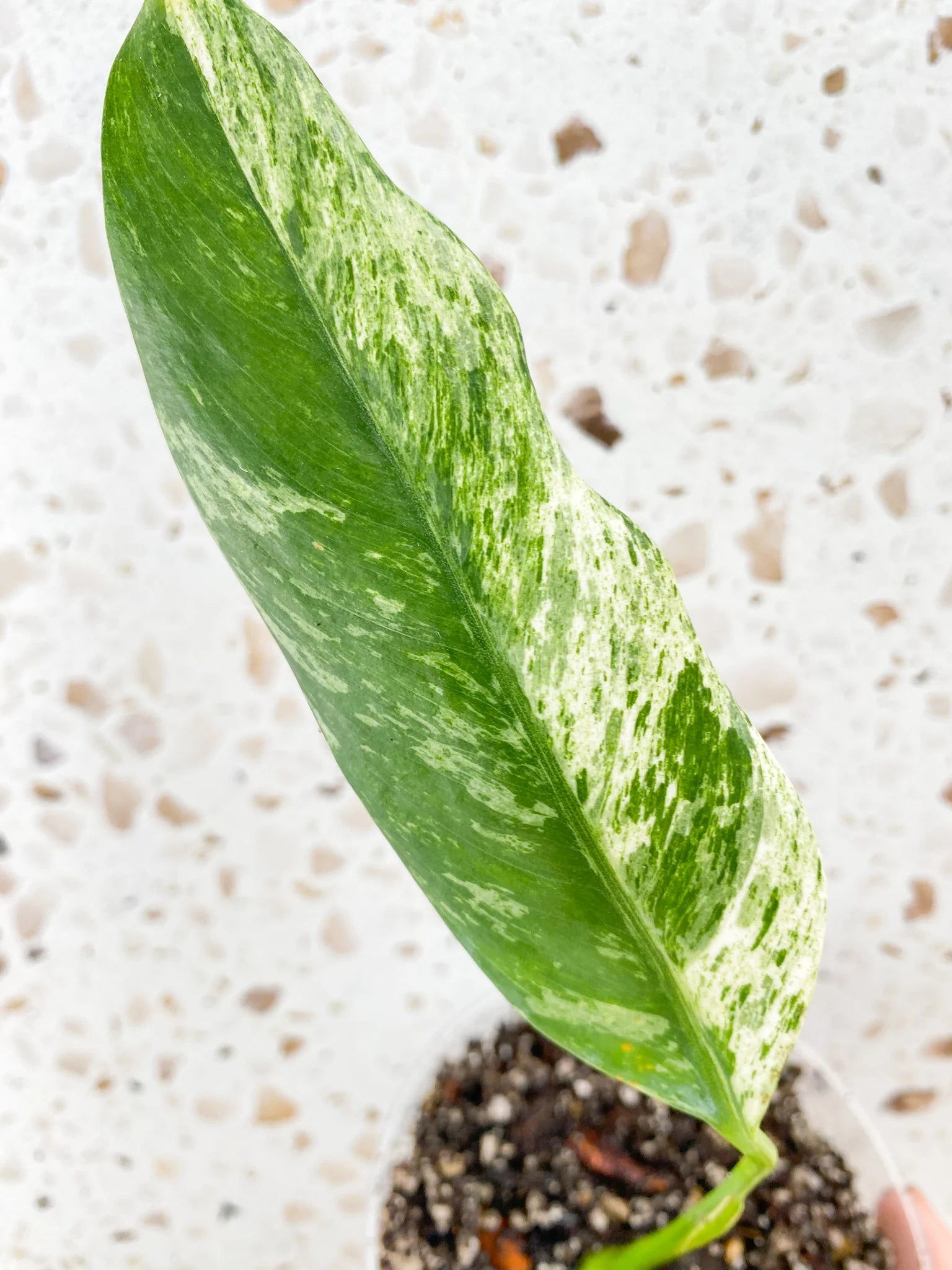 Invoice for Lori Roehrl Partee (7 plants)