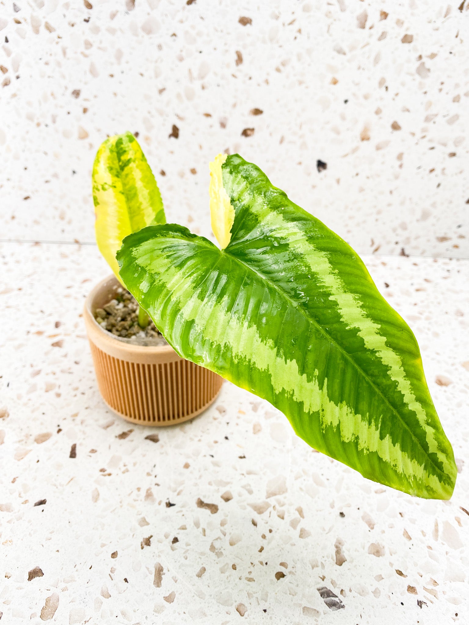 Schismatoglottis Wallichii Variegated node with sprout