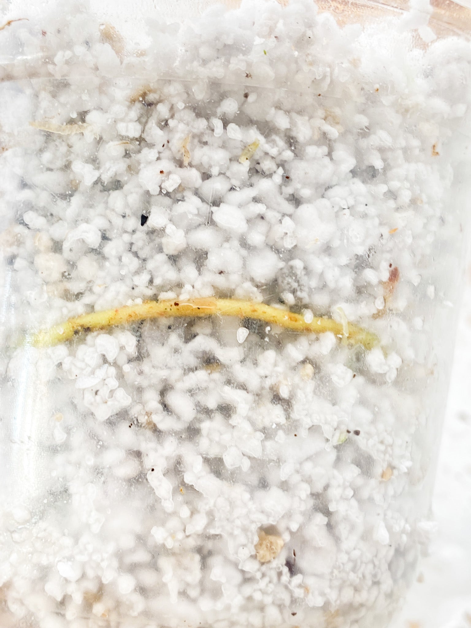 Schismatoglottis Wallichii Variegated node with sprout