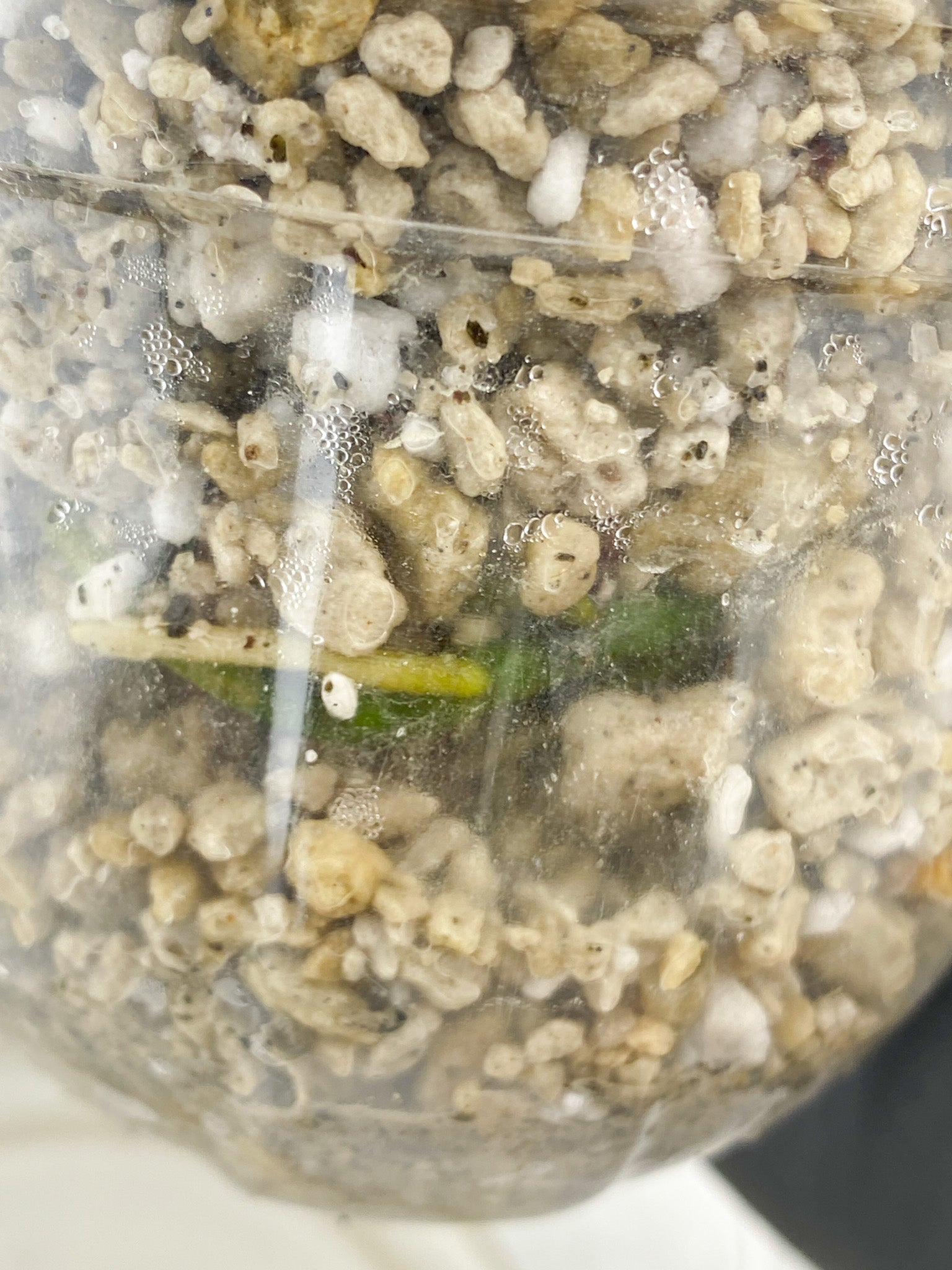 Monstera Thai Constellations 1 leaf slightly rooted