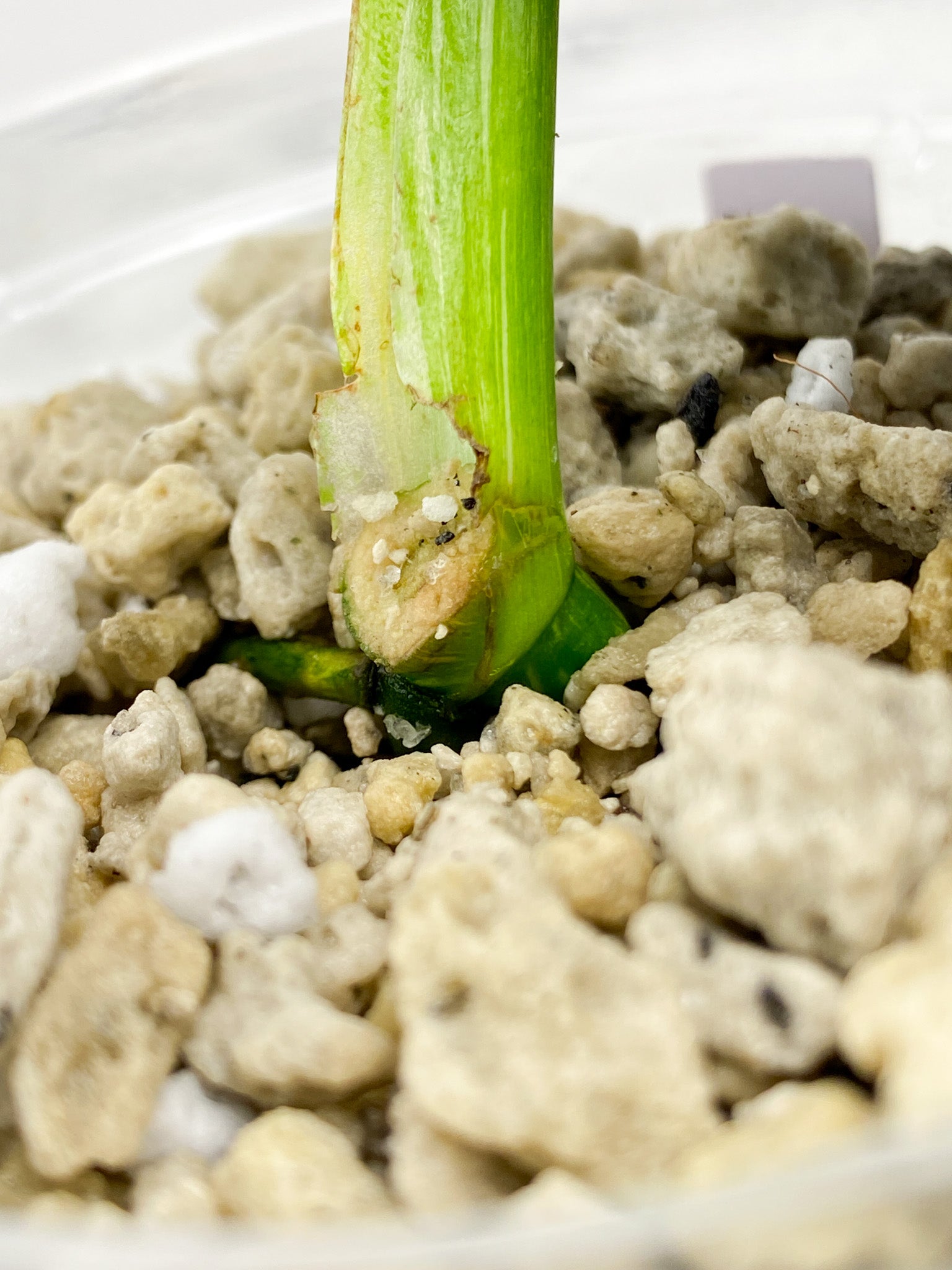 Monstera Thai Constellations 1 leaf slightly rooted