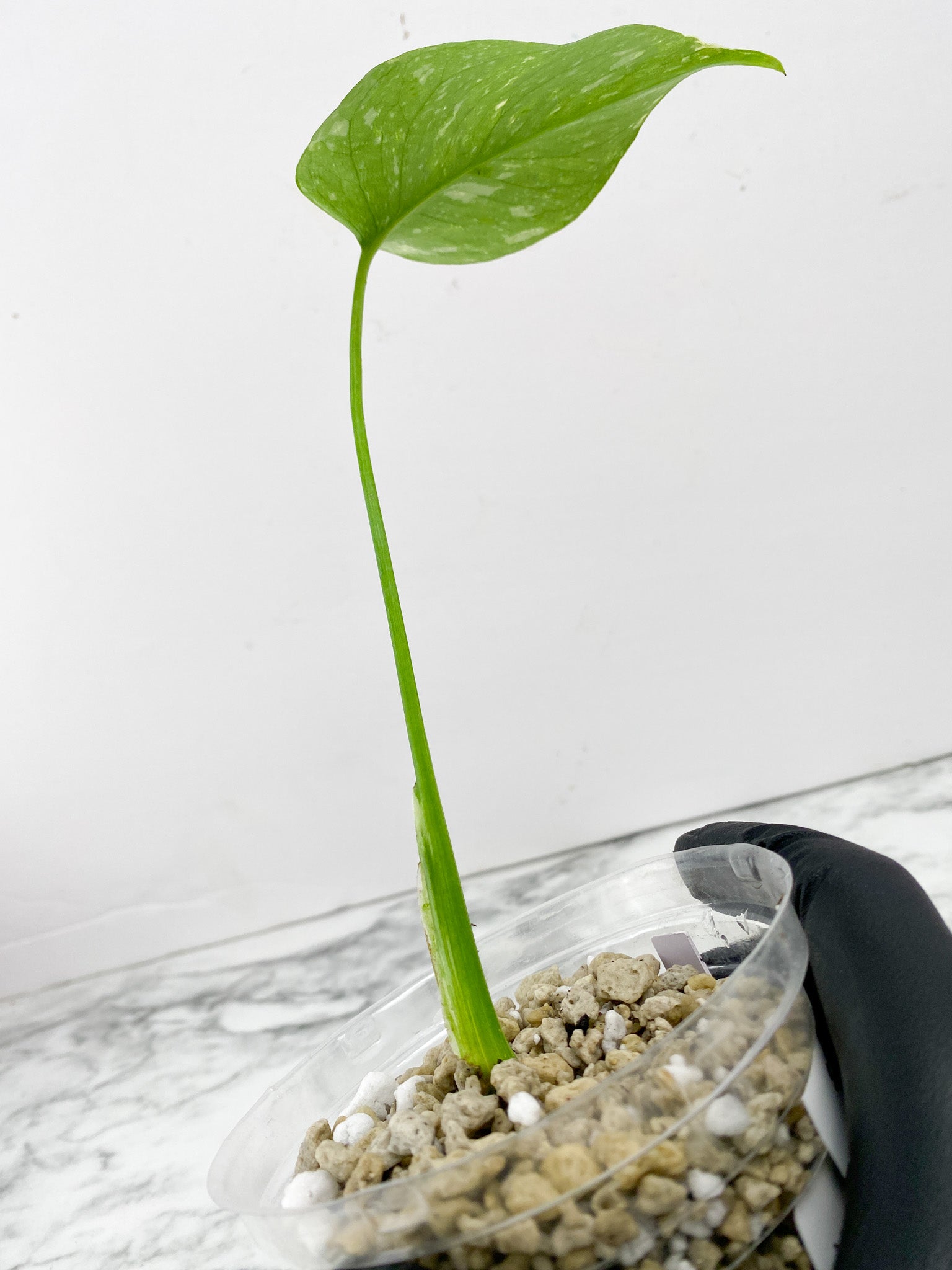 Monstera Thai Constellations 1 leaf slightly rooted