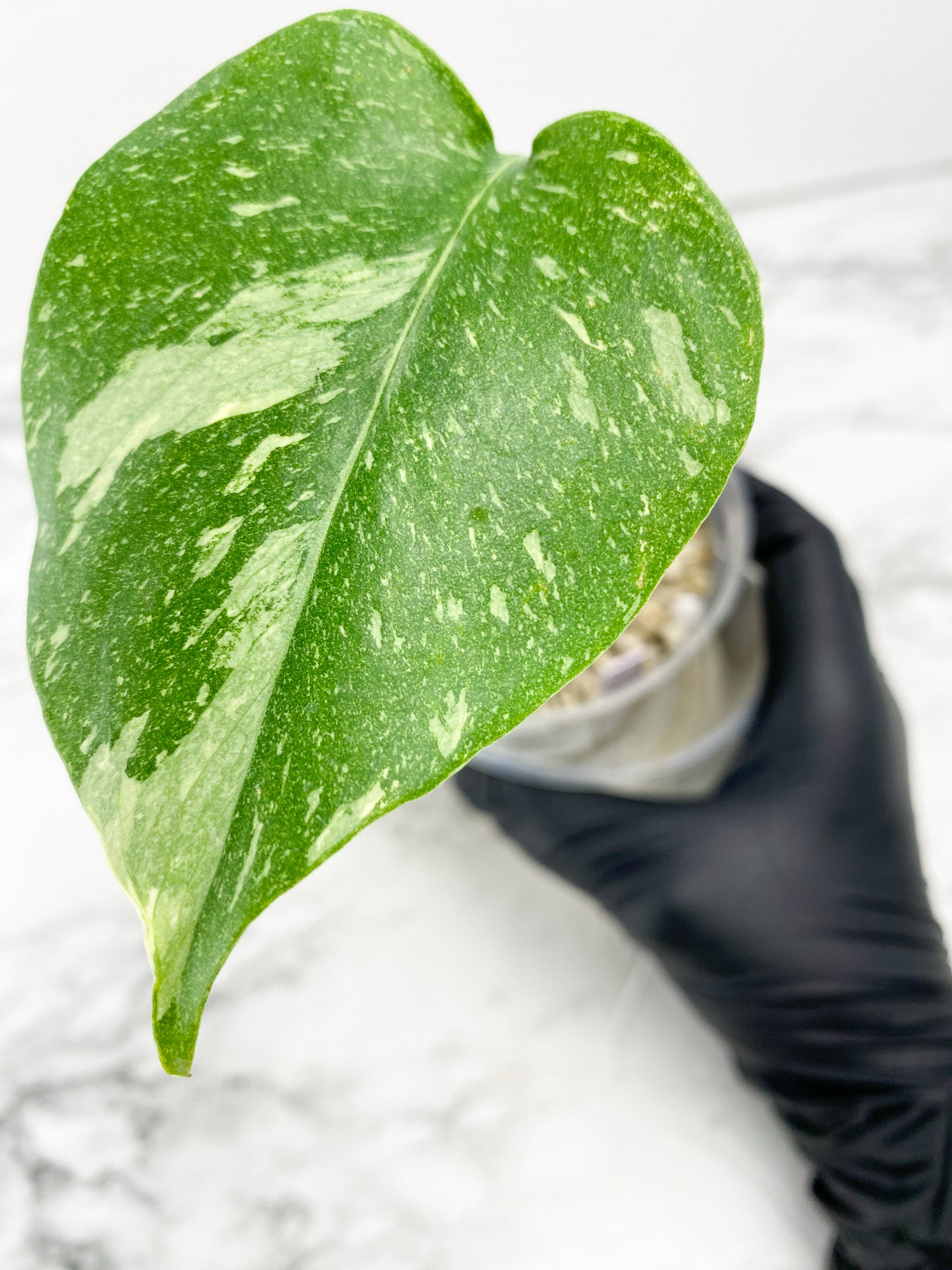 Monstera Thai Constellations 1 leaf slightly rooted