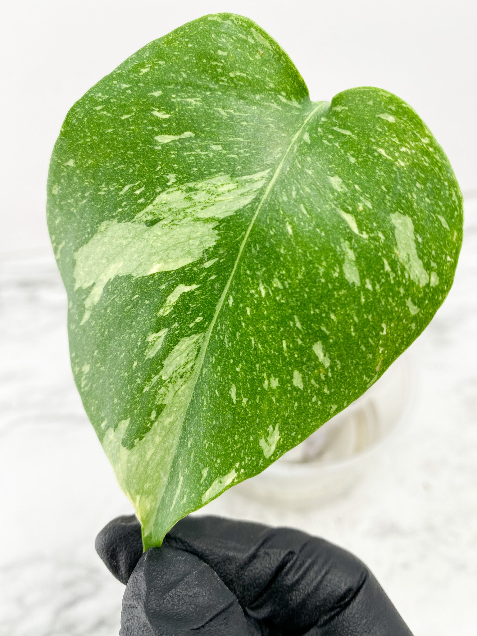 Monstera Thai Constellations 1 leaf slightly rooted