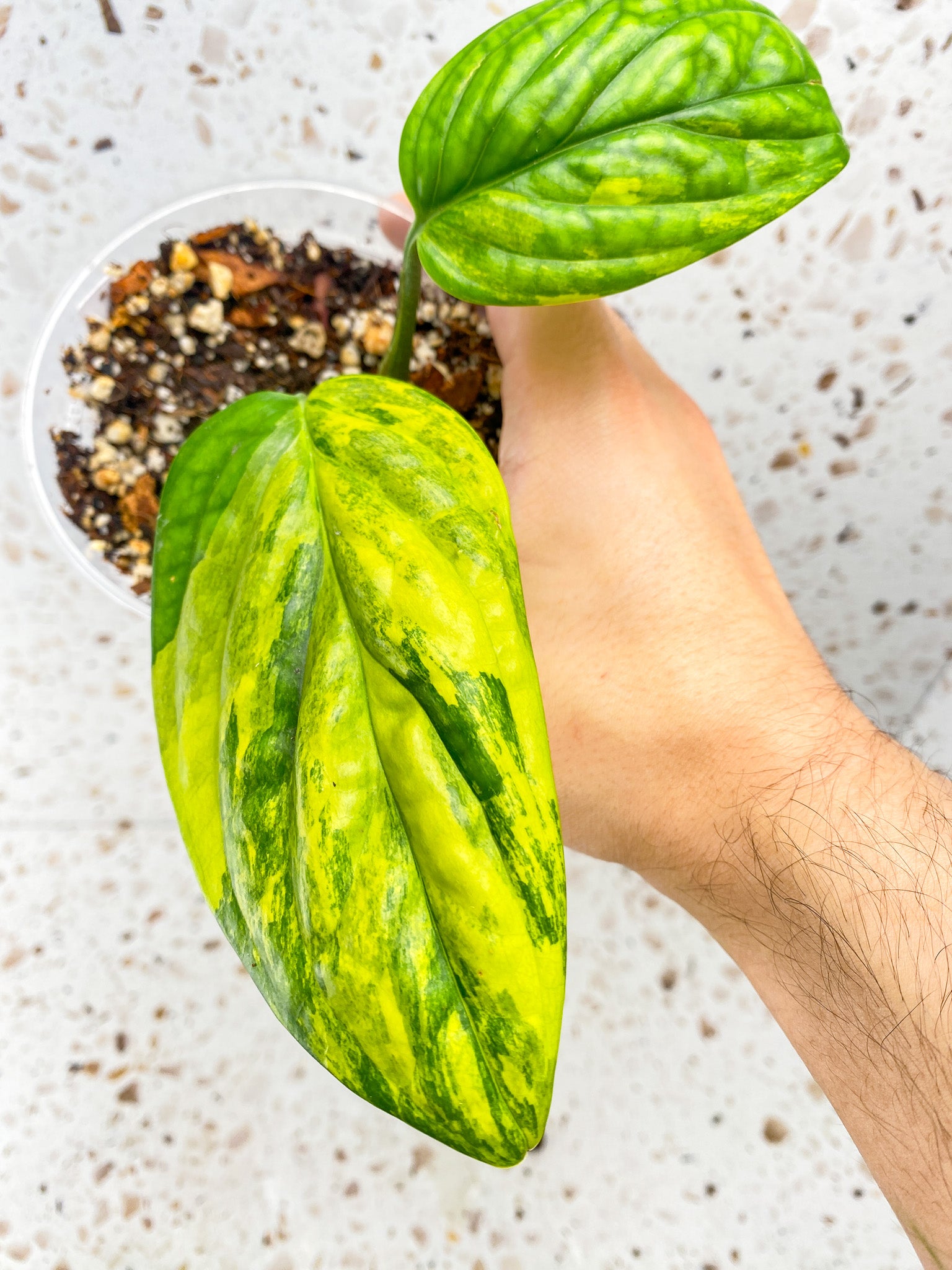 Monstera Peru Variegated 2 leaf top cutting