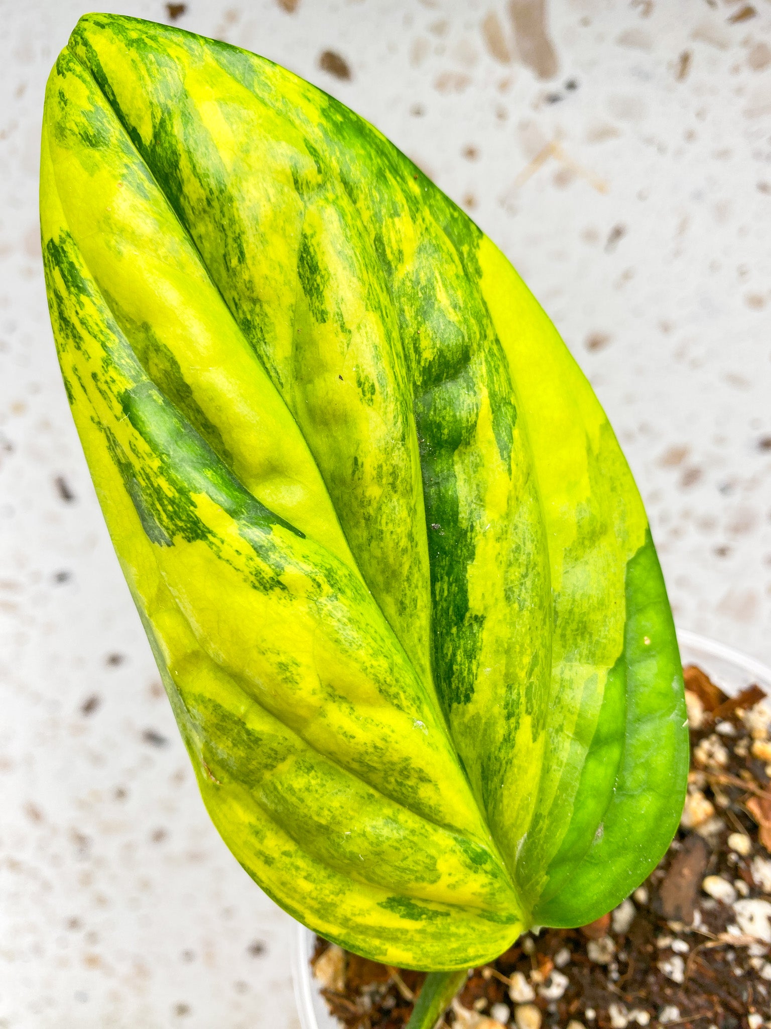 Monstera Peru Variegated 2 leaf top cutting