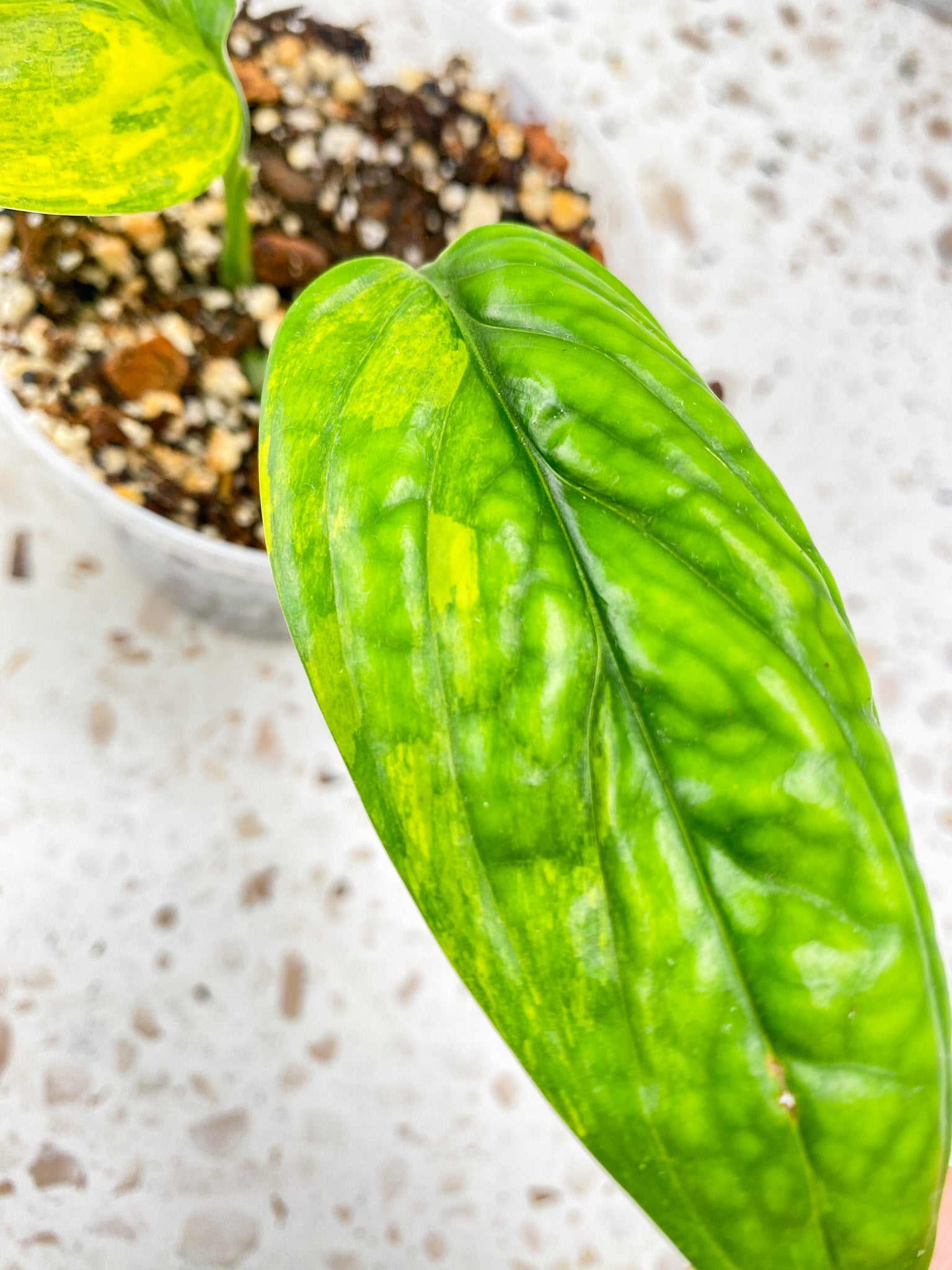 Monstera Peru Variegated 2 leaf top cutting
