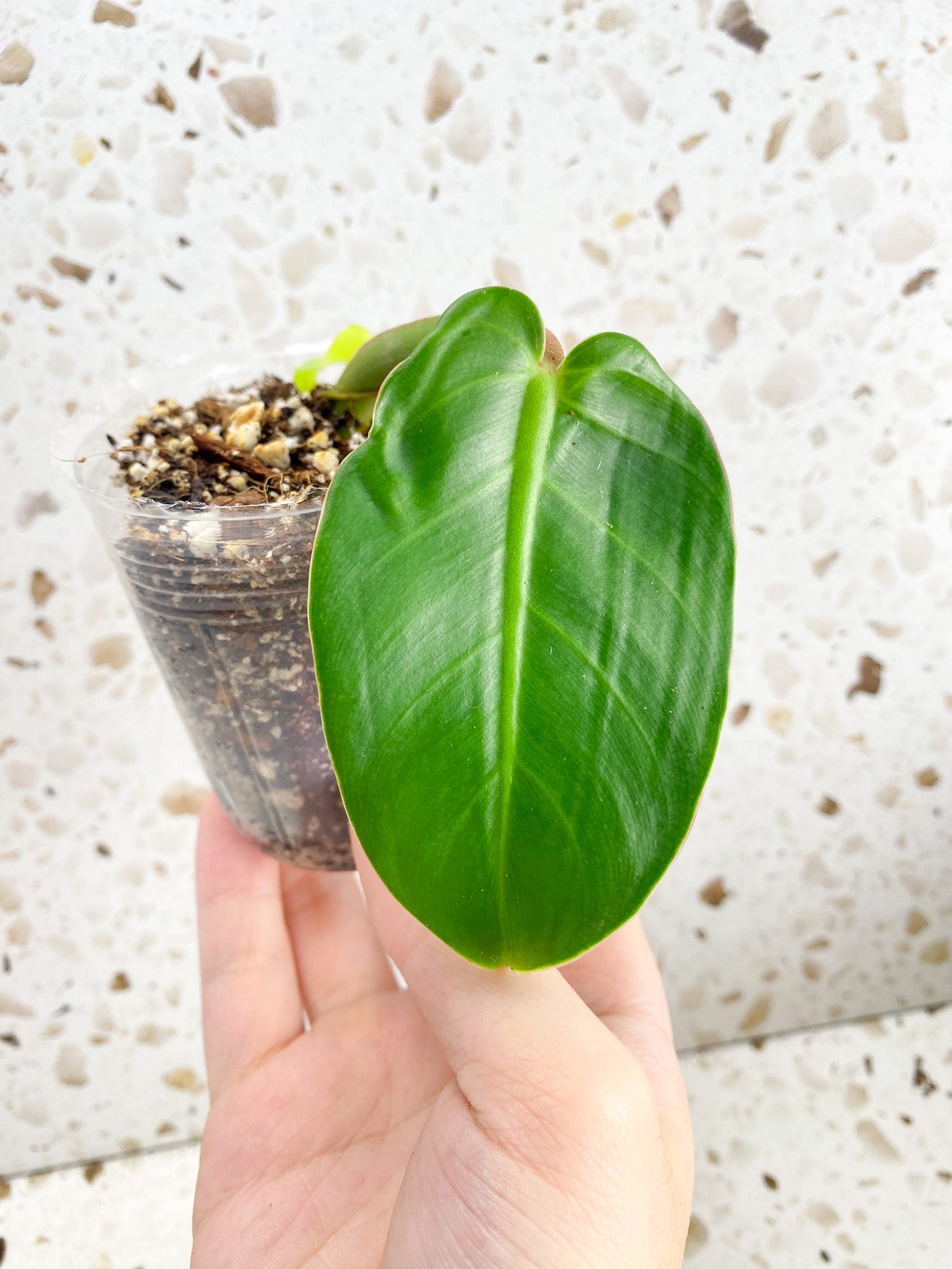 *Philodendron Red Moon 2 leaves with baby sprout (rooting)