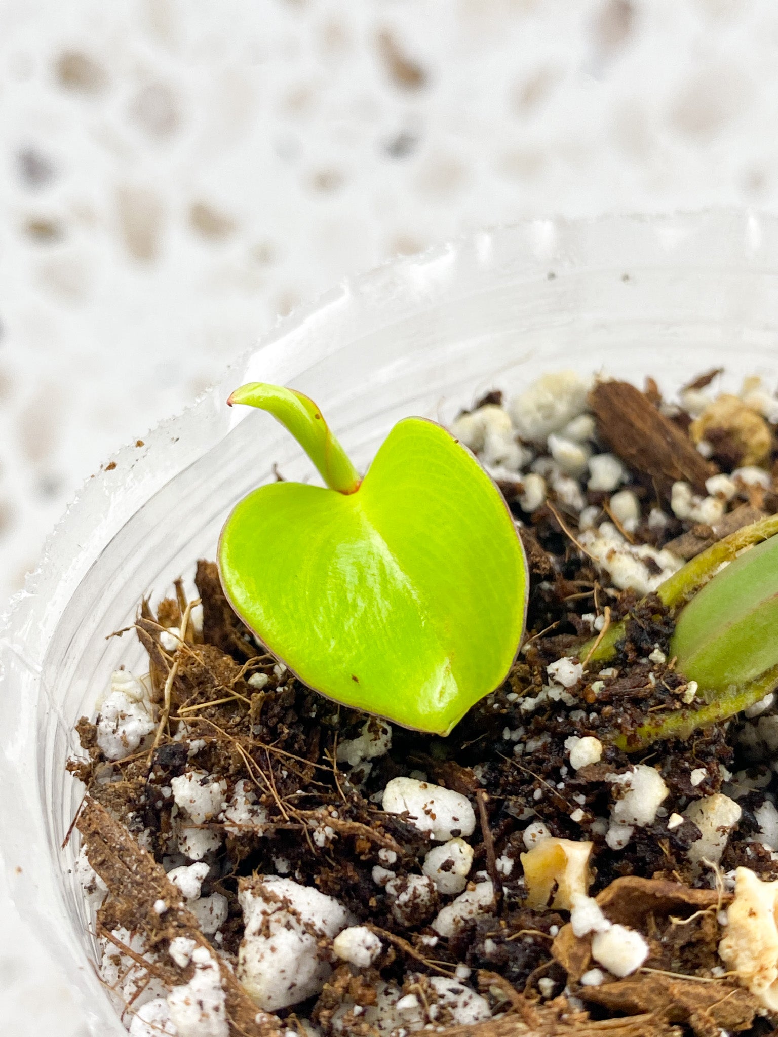 *Philodendron Red Moon 2 leaves with baby sprout (rooting)