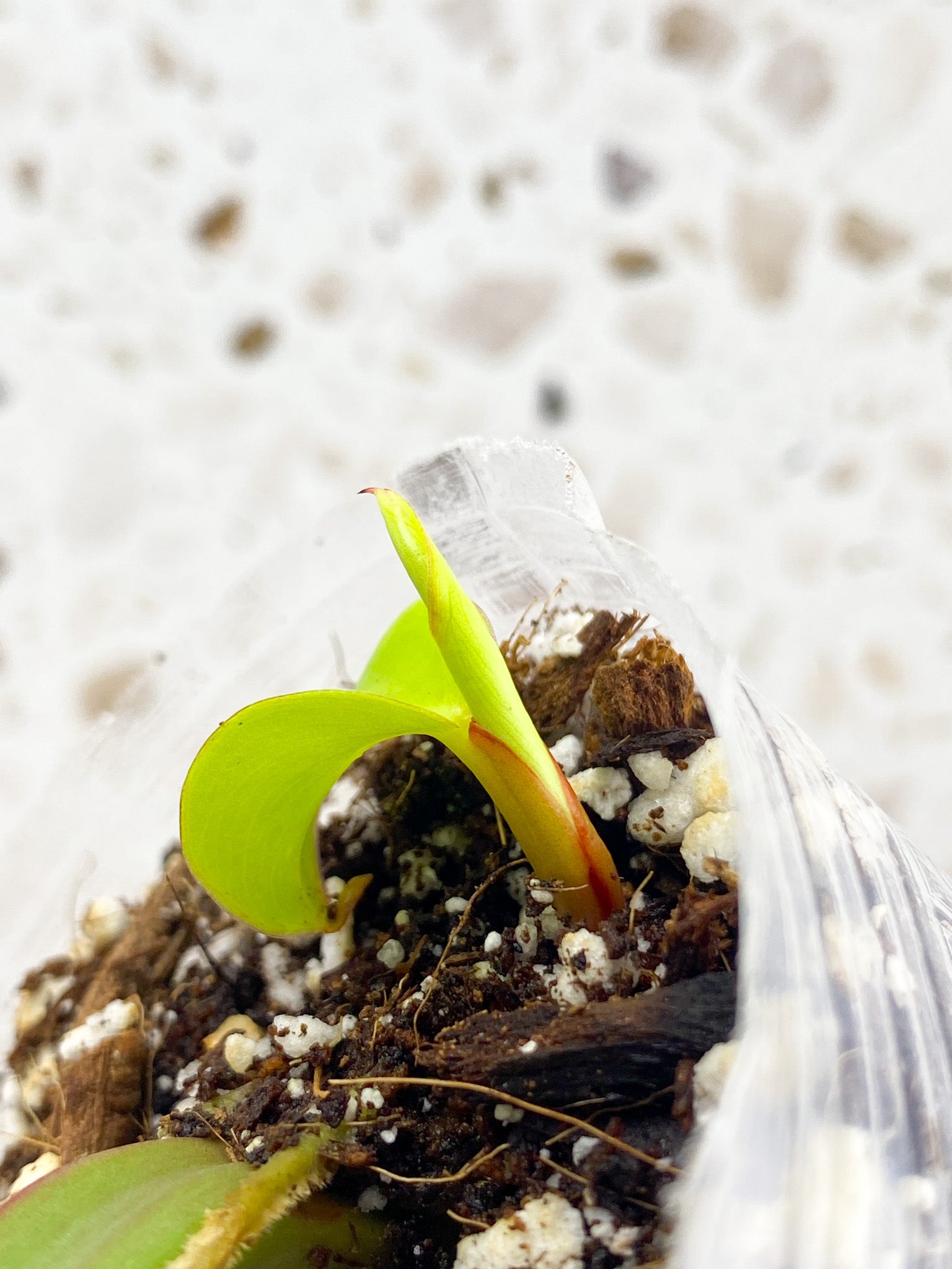*Philodendron Red Moon 2 leaves with baby sprout (rooting)