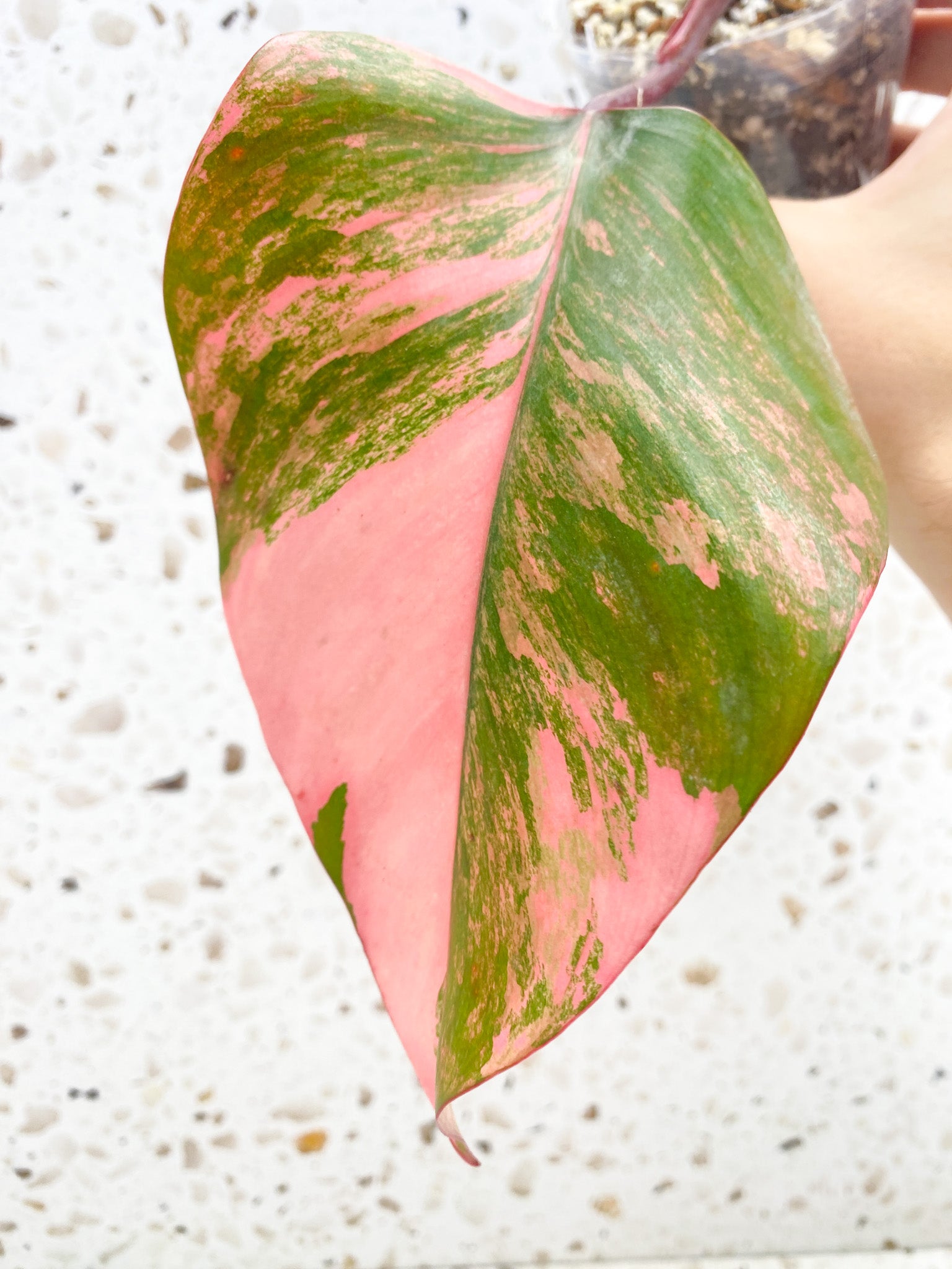 *Philodendron Strawberry Shake 1 leaf (rooting)