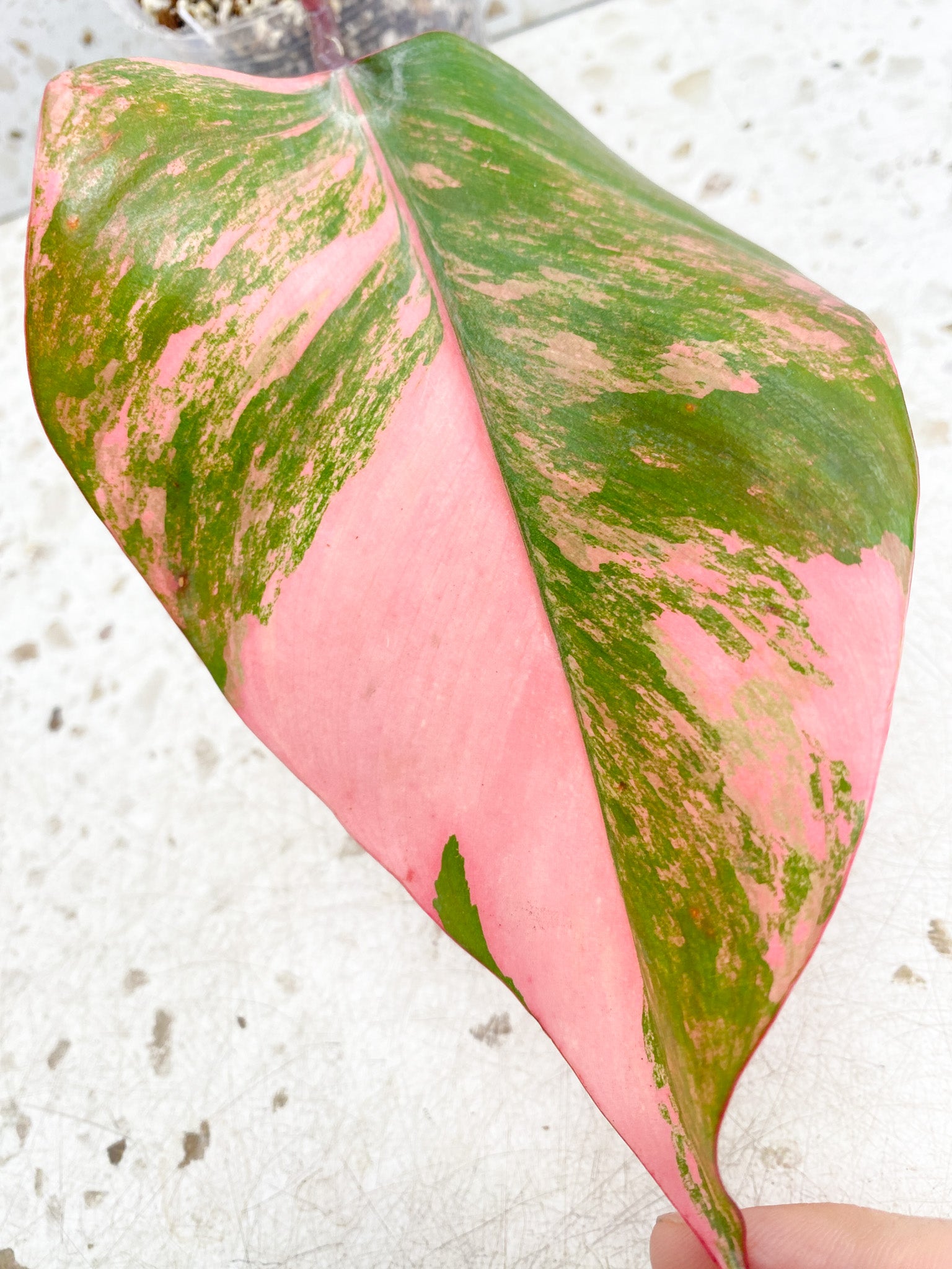 *Philodendron Strawberry Shake 1 leaf (rooting)