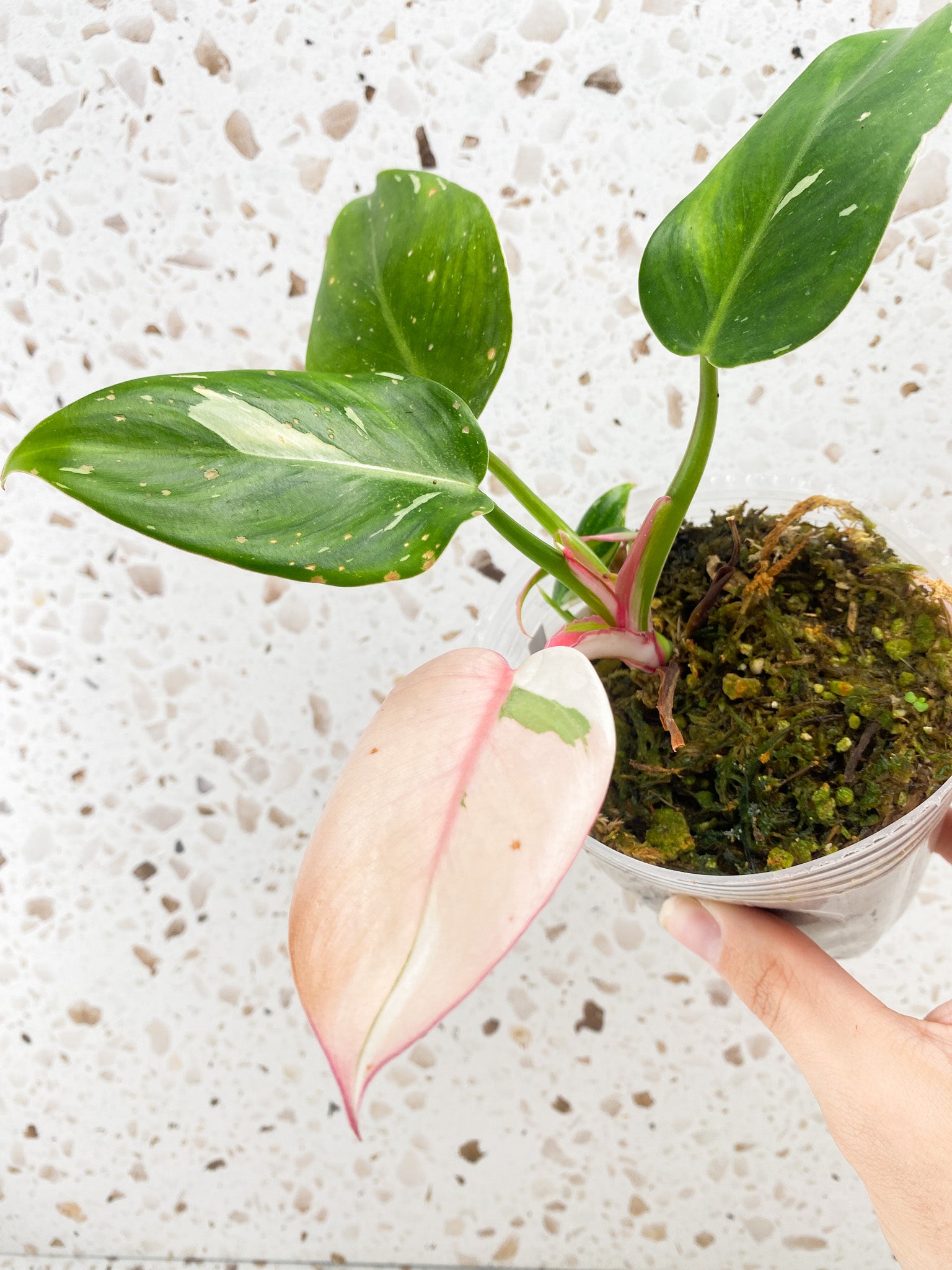 Philodendron White Princess Tricolor 6 leaves 2 growth points top cutting