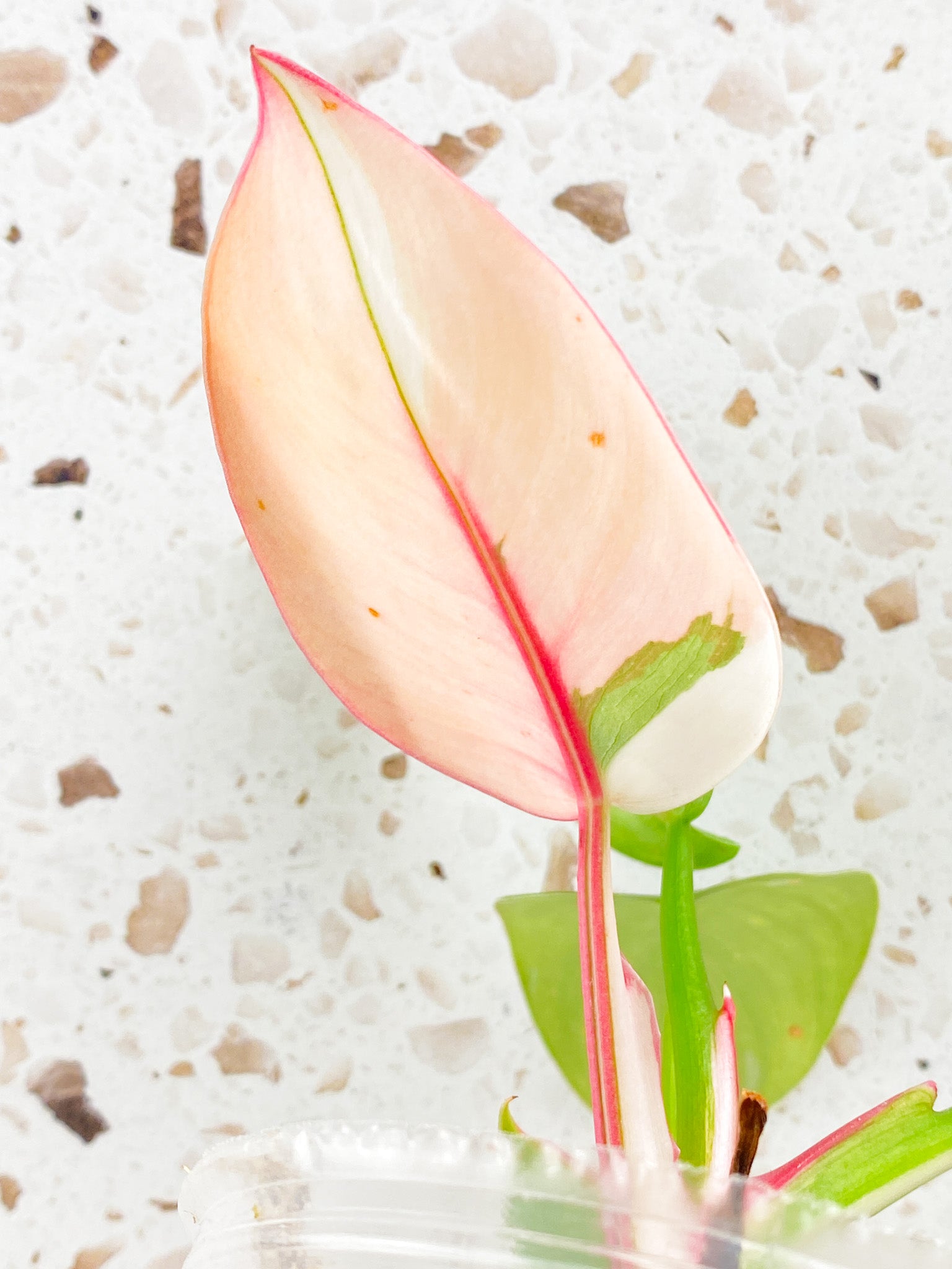 Philodendron White Princess Tricolor 6 leaves 2 growth points top cutting