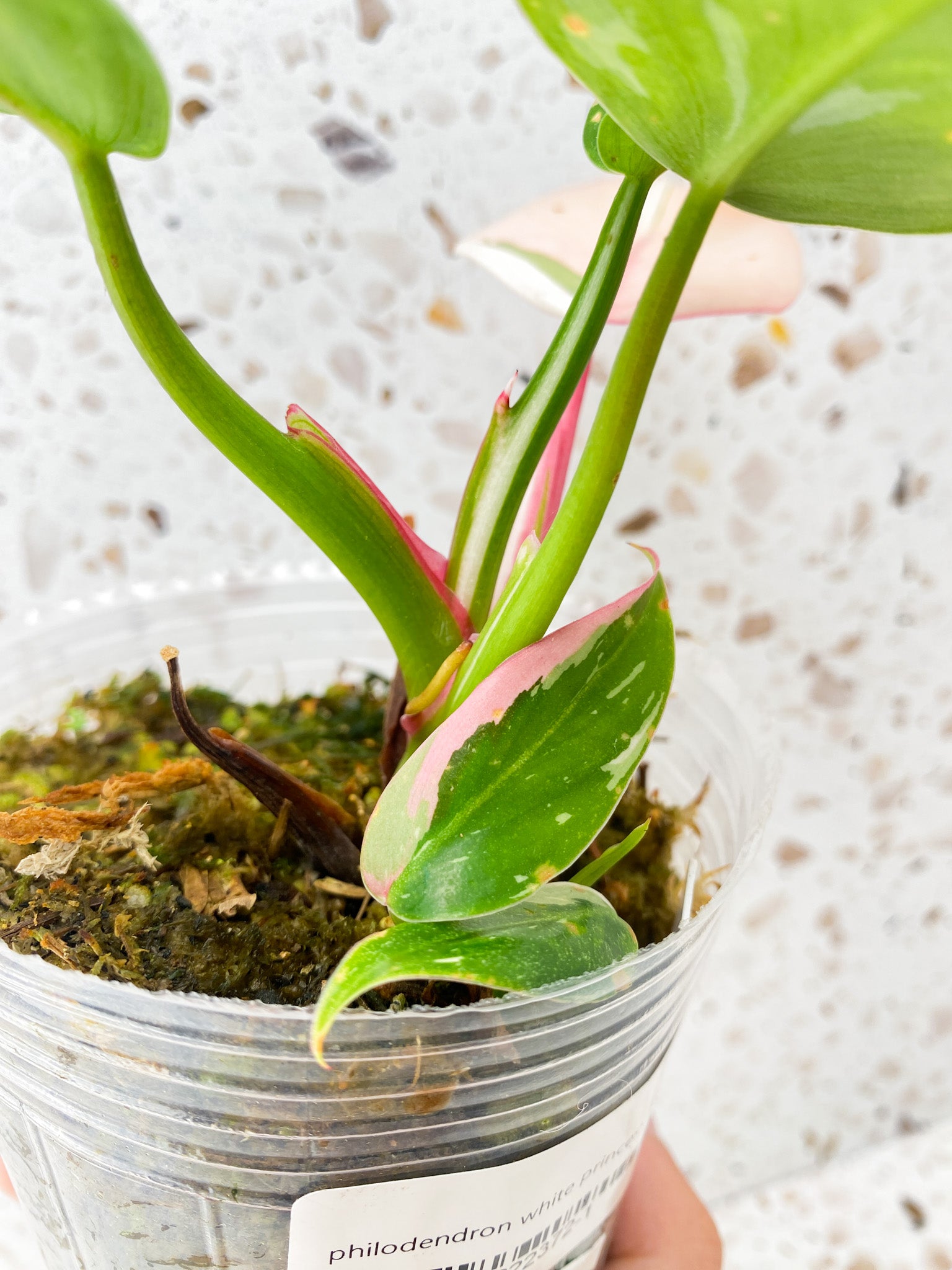 Philodendron White Princess Tricolor 6 leaves 2 growth points top cutting
