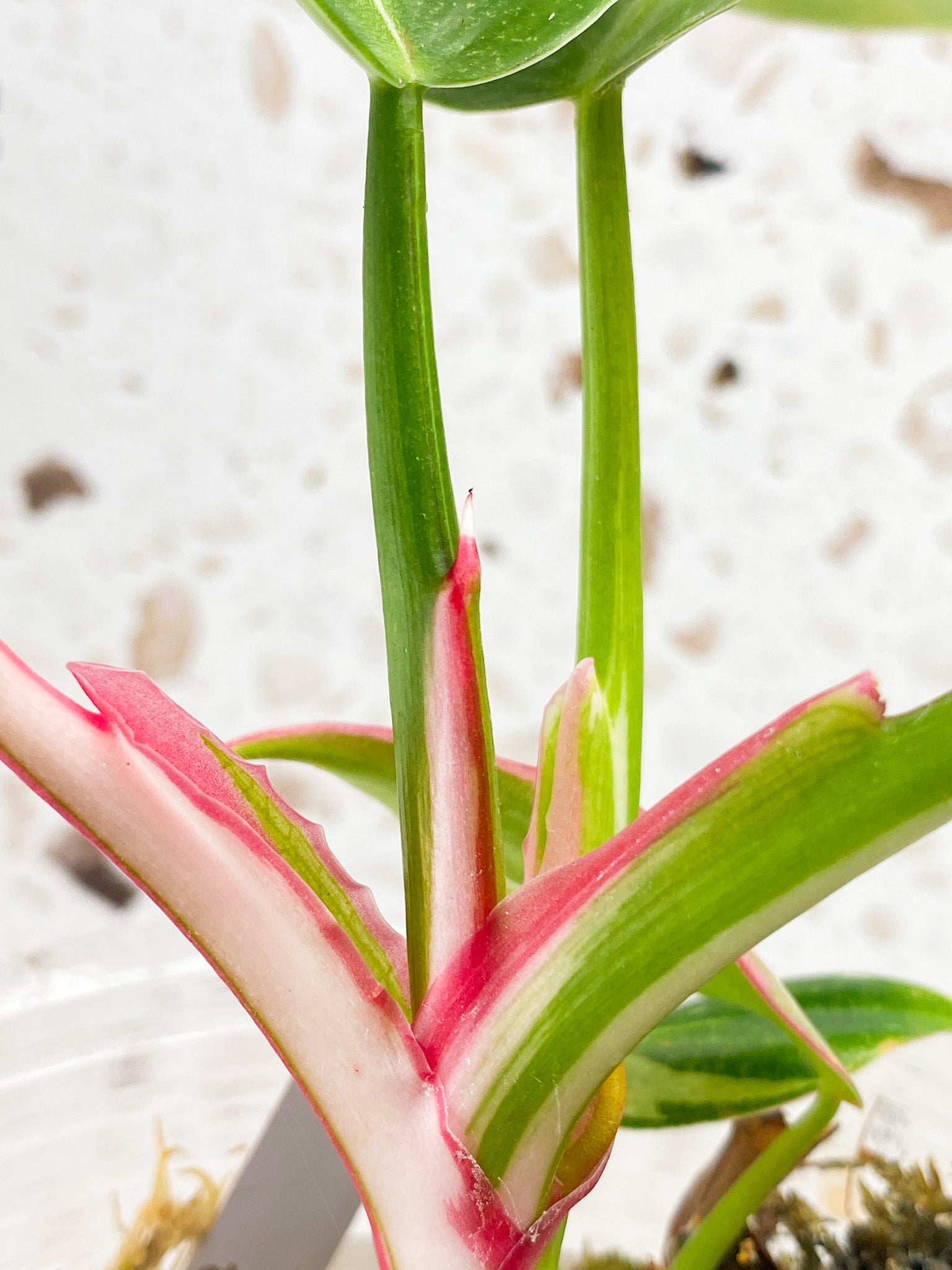Philodendron White Princess Tricolor 6 leaves 2 growth points top cutting