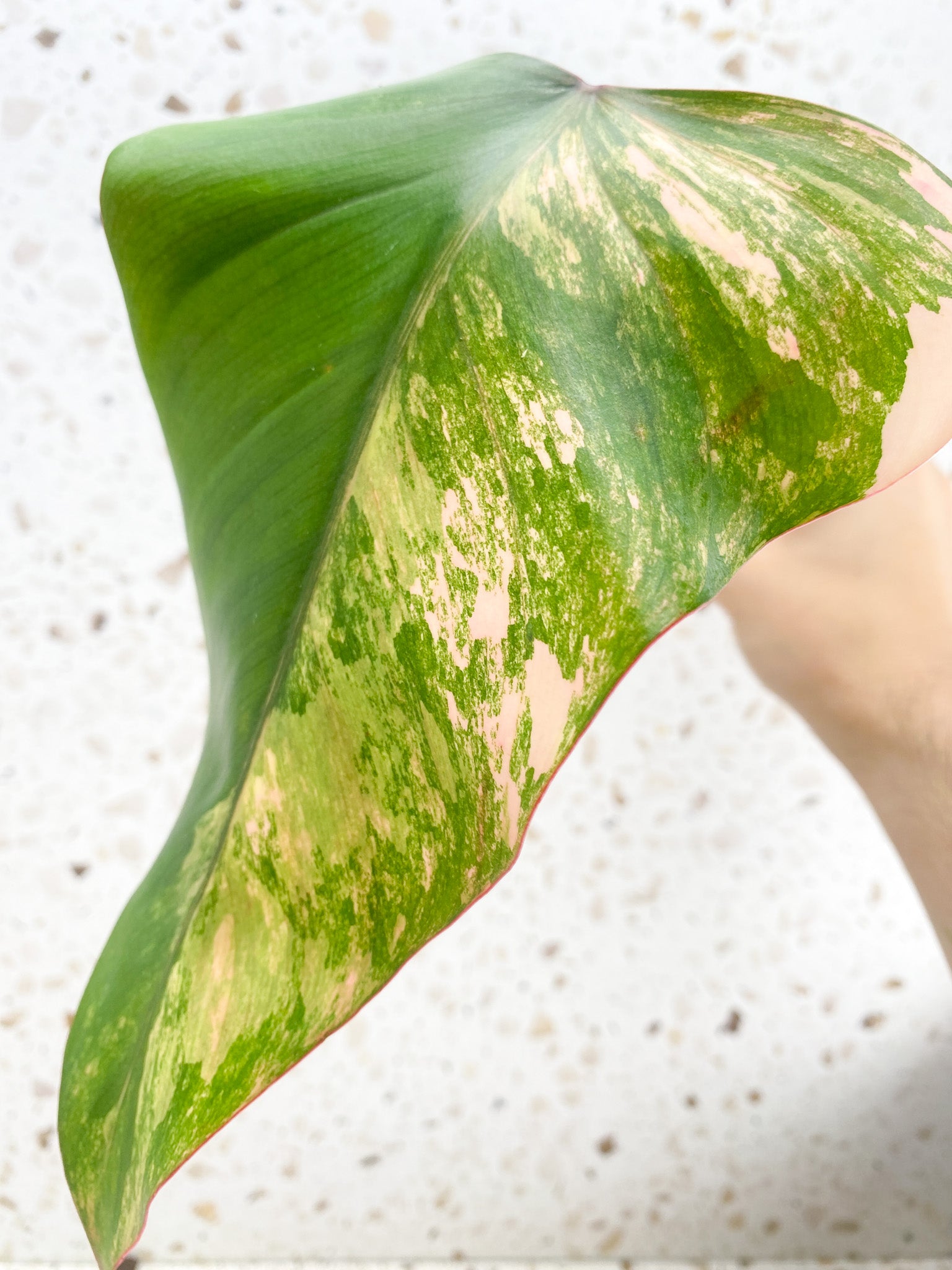 *Philodendron Strawberry Shake 1 leaf (rooting)