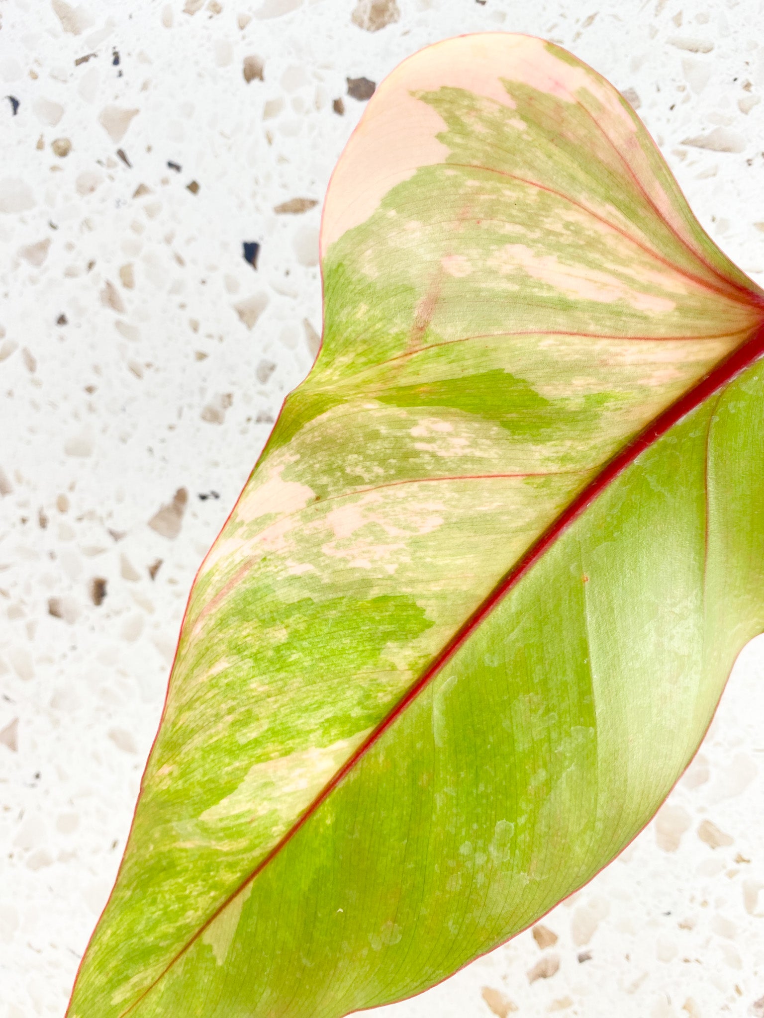 *Philodendron Strawberry Shake 1 leaf (rooting)