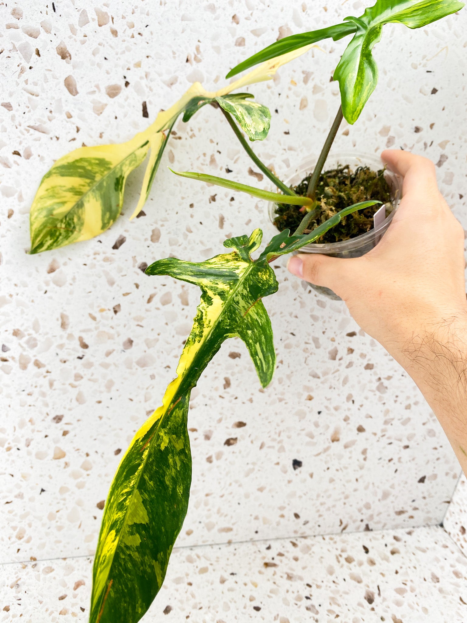 Philodendron Florida Beauty 3 leaves 1 shoot top cutting
