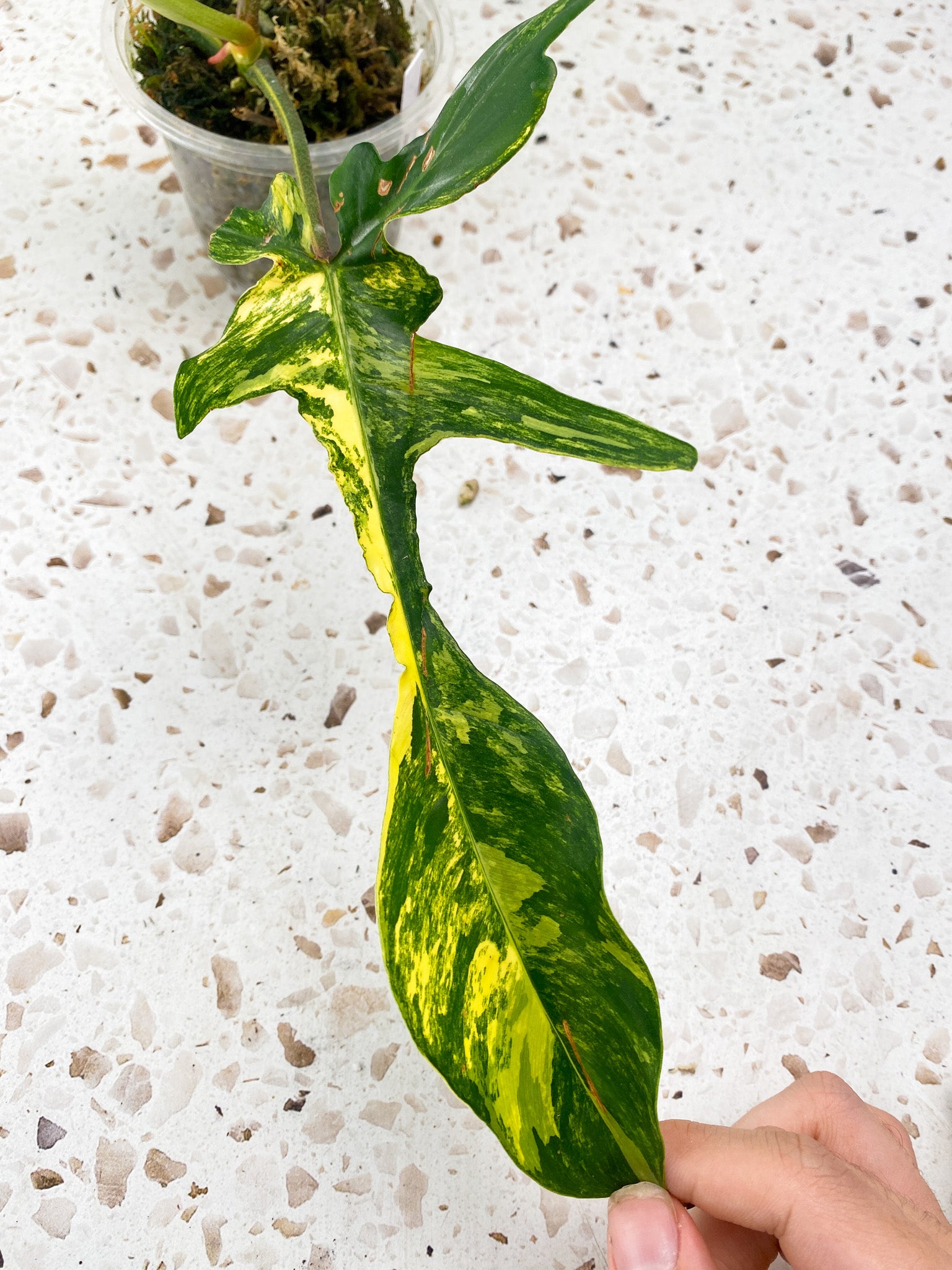 Philodendron Florida Beauty 3 leaves 1 shoot top cutting