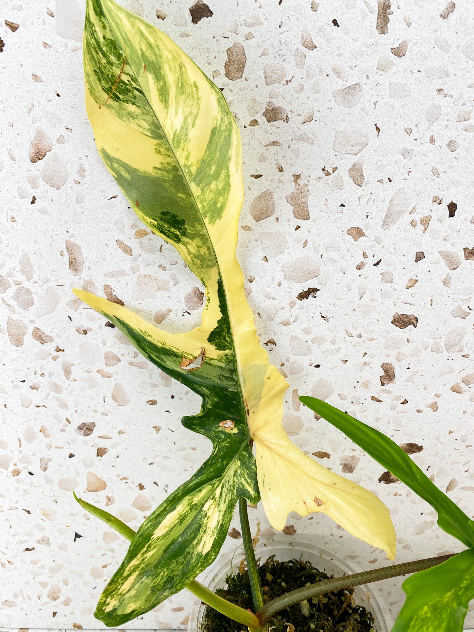 Philodendron Florida Beauty 3 leaves 1 shoot top cutting