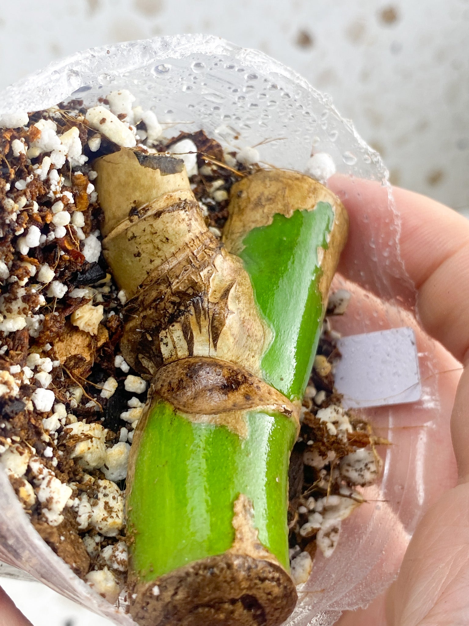 Monstera Aurea Tricolor node leafless cutting (rooting)