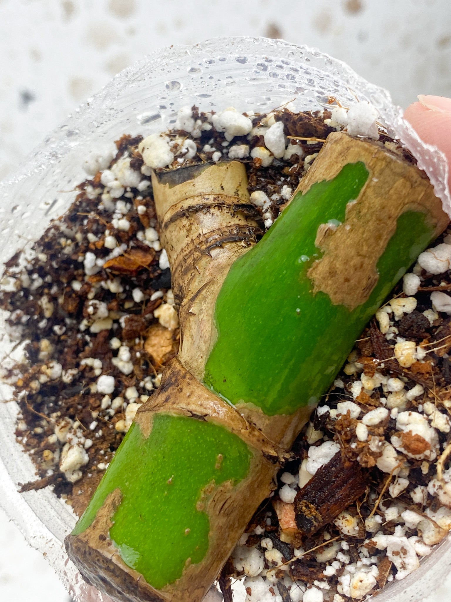 Monstera Aurea Tricolor node leafless cutting (rooting)