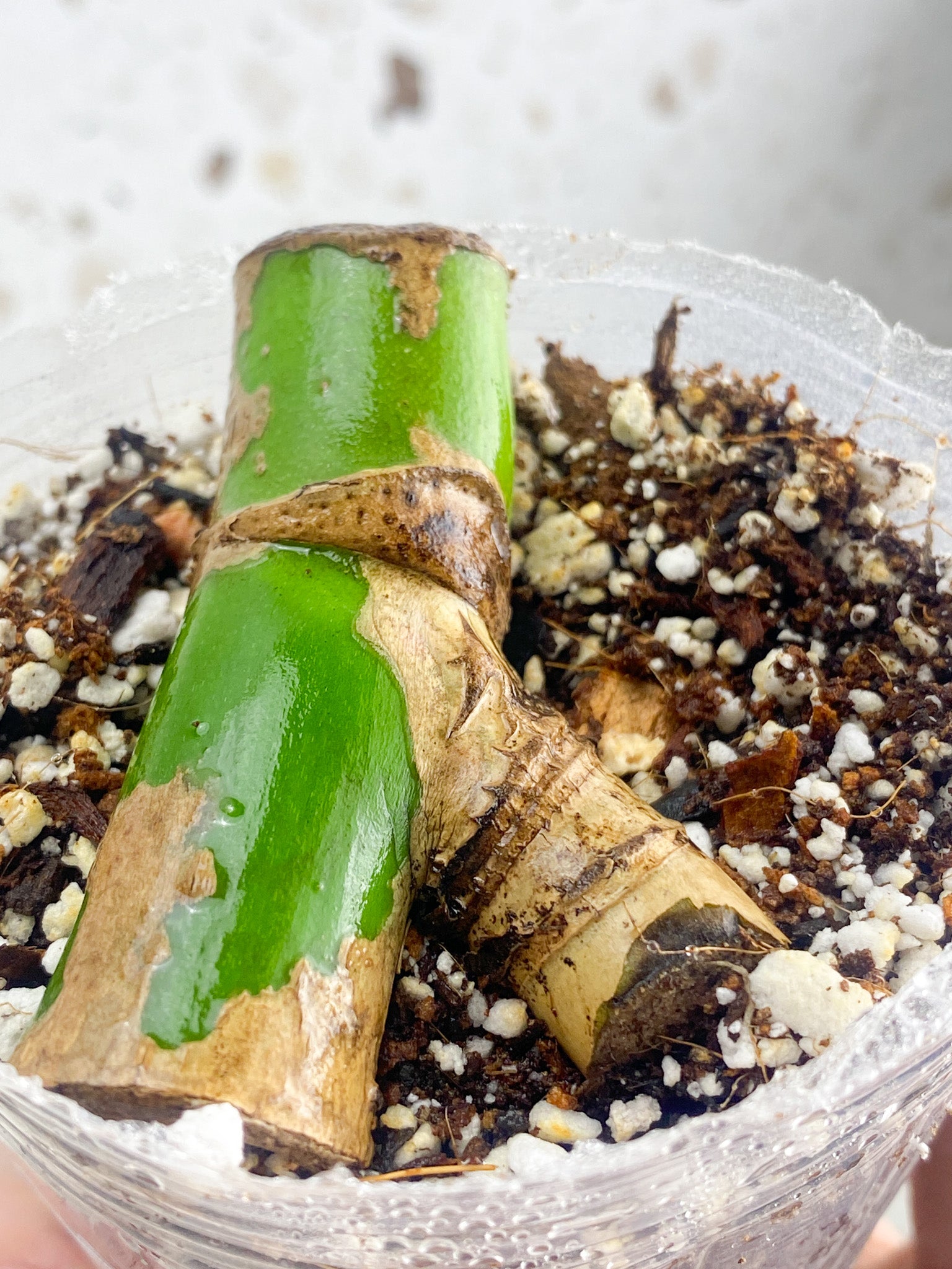 Monstera Aurea Tricolor node leafless cutting (rooting)