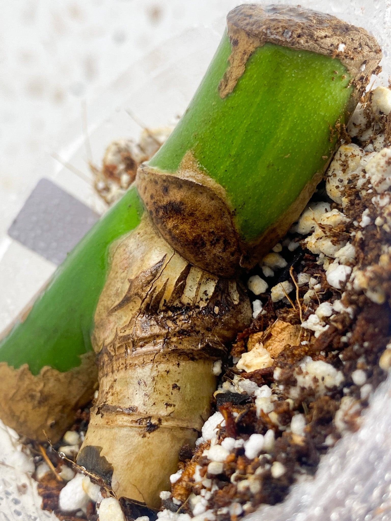 Monstera Aurea Tricolor node leafless cutting (rooting)