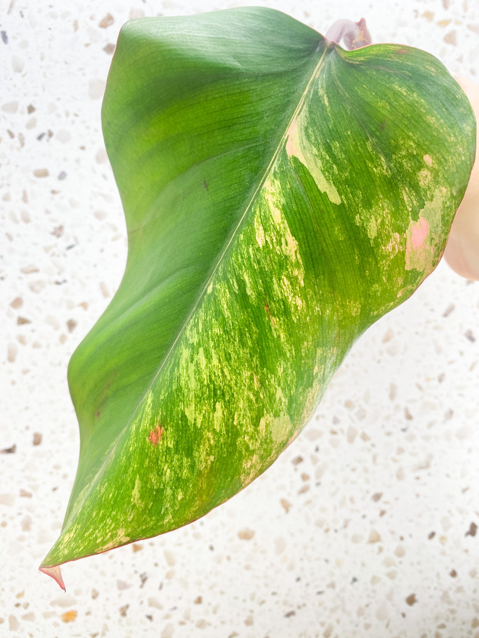 *Philodendron Strawberry Shake 1 leaf (rooted)