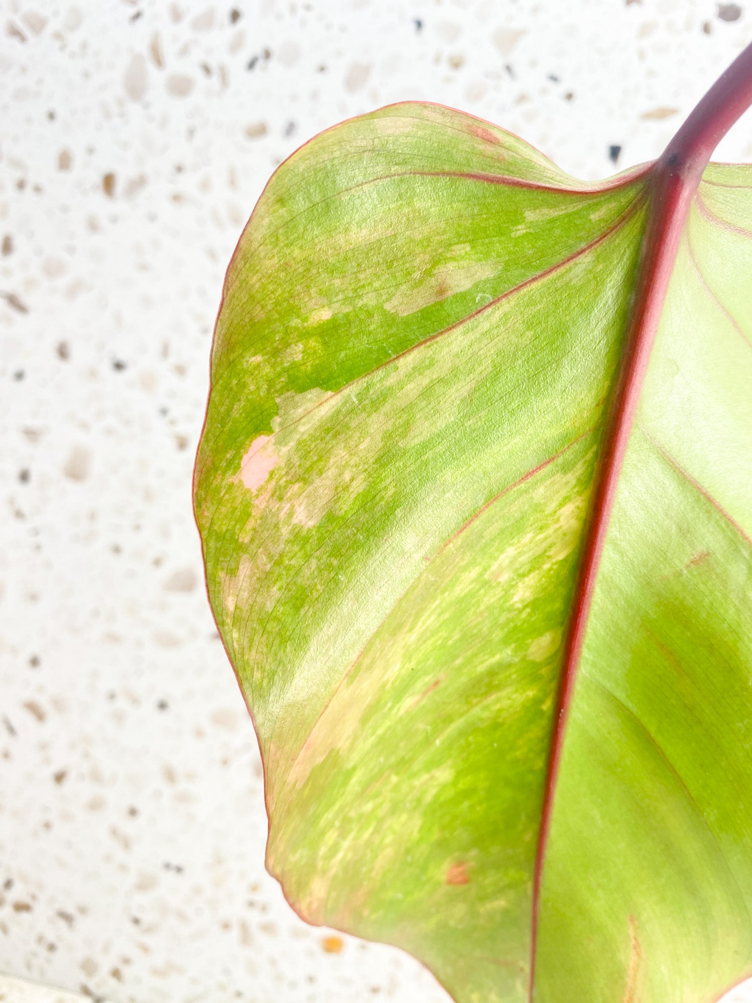 *Philodendron Strawberry Shake 1 leaf (rooted)
