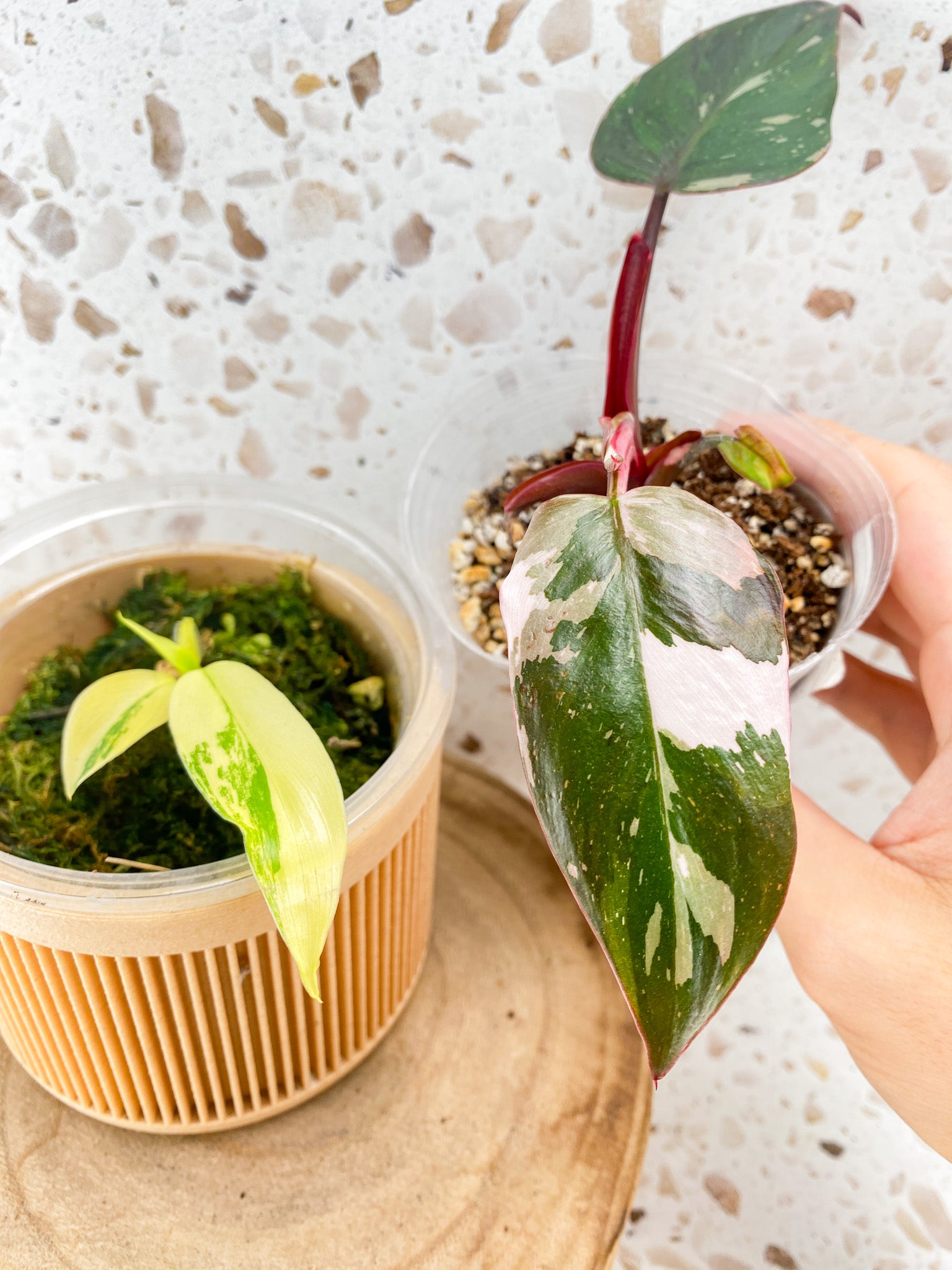 Combo Deal! Philodendron Red Anderson and Philodendron Domesticum Variegated
