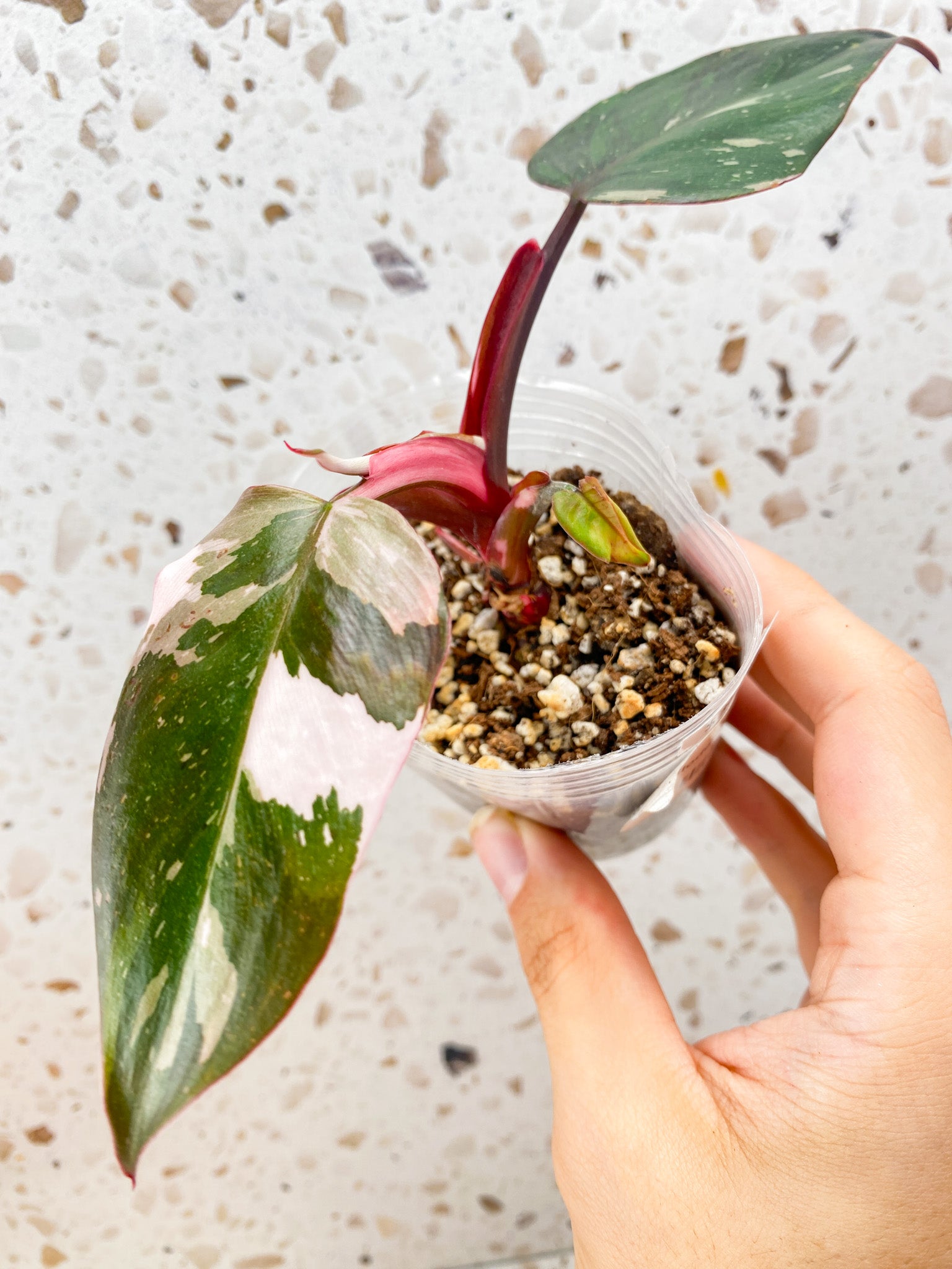 Combo Deal! Philodendron Red Anderson and Philodendron Domesticum Variegated