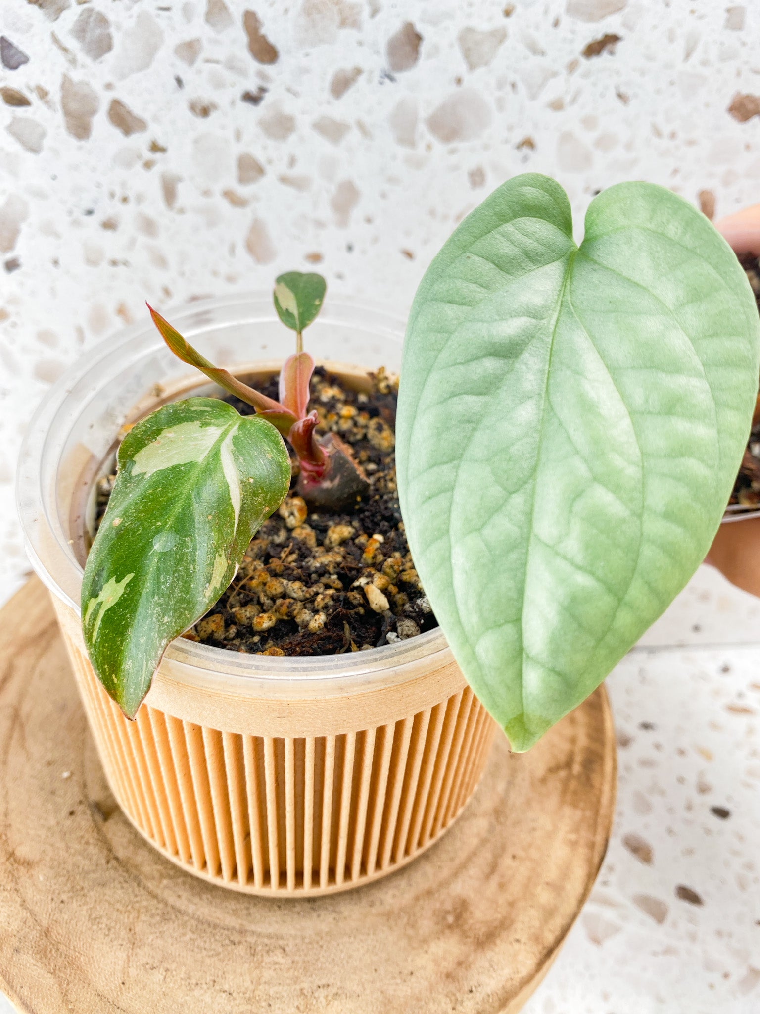 Combo Deal! Amydrium Medium Silver and Philodendron Red Anderson