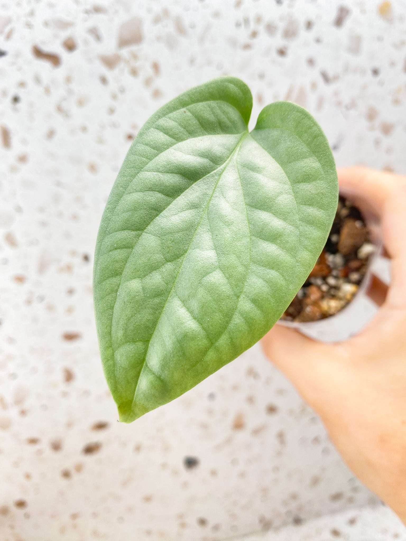 Combo Deal! Amydrium Medium Silver and Philodendron Red Anderson