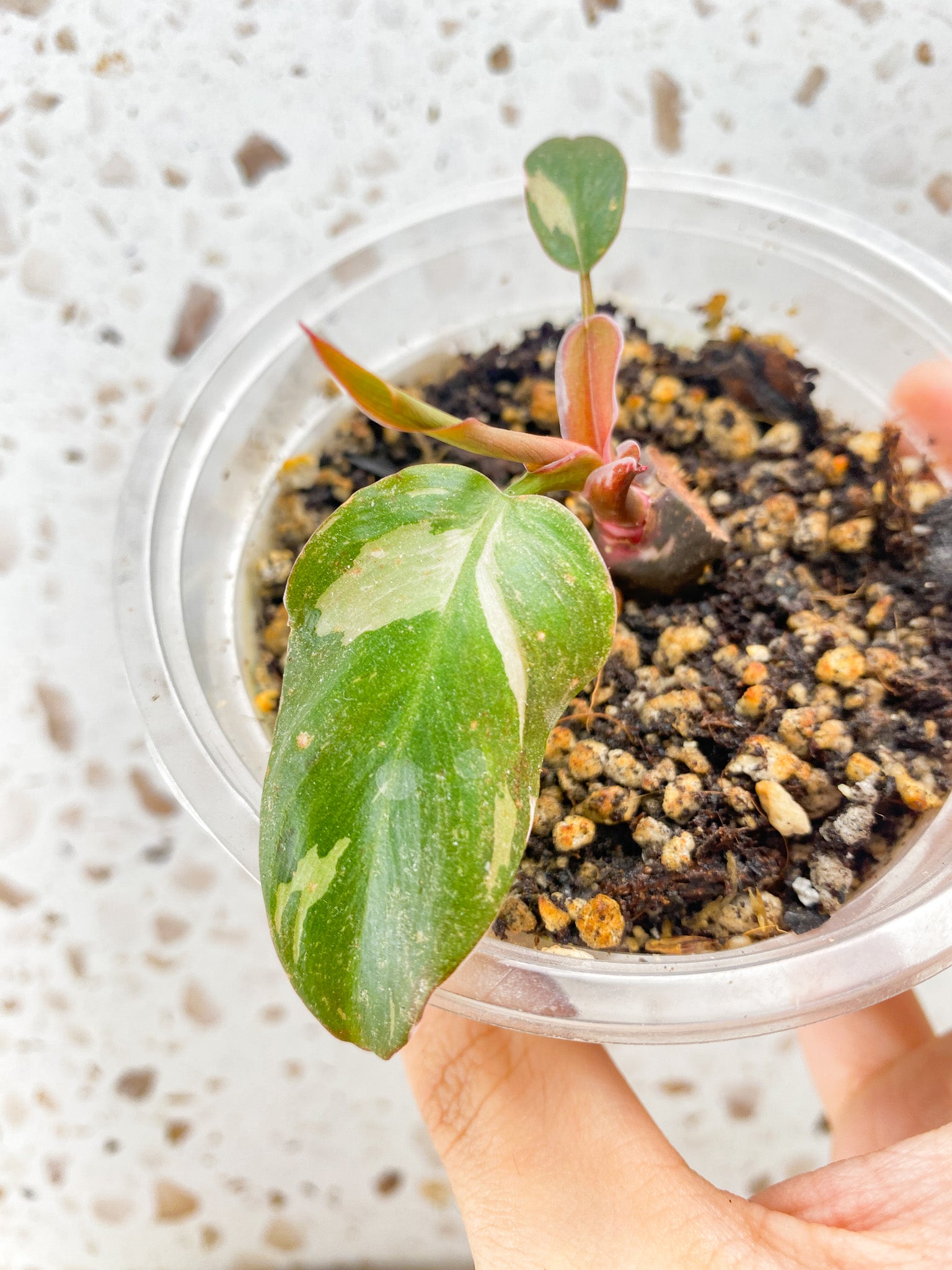 Combo Deal! Amydrium Medium Silver and Philodendron Red Anderson