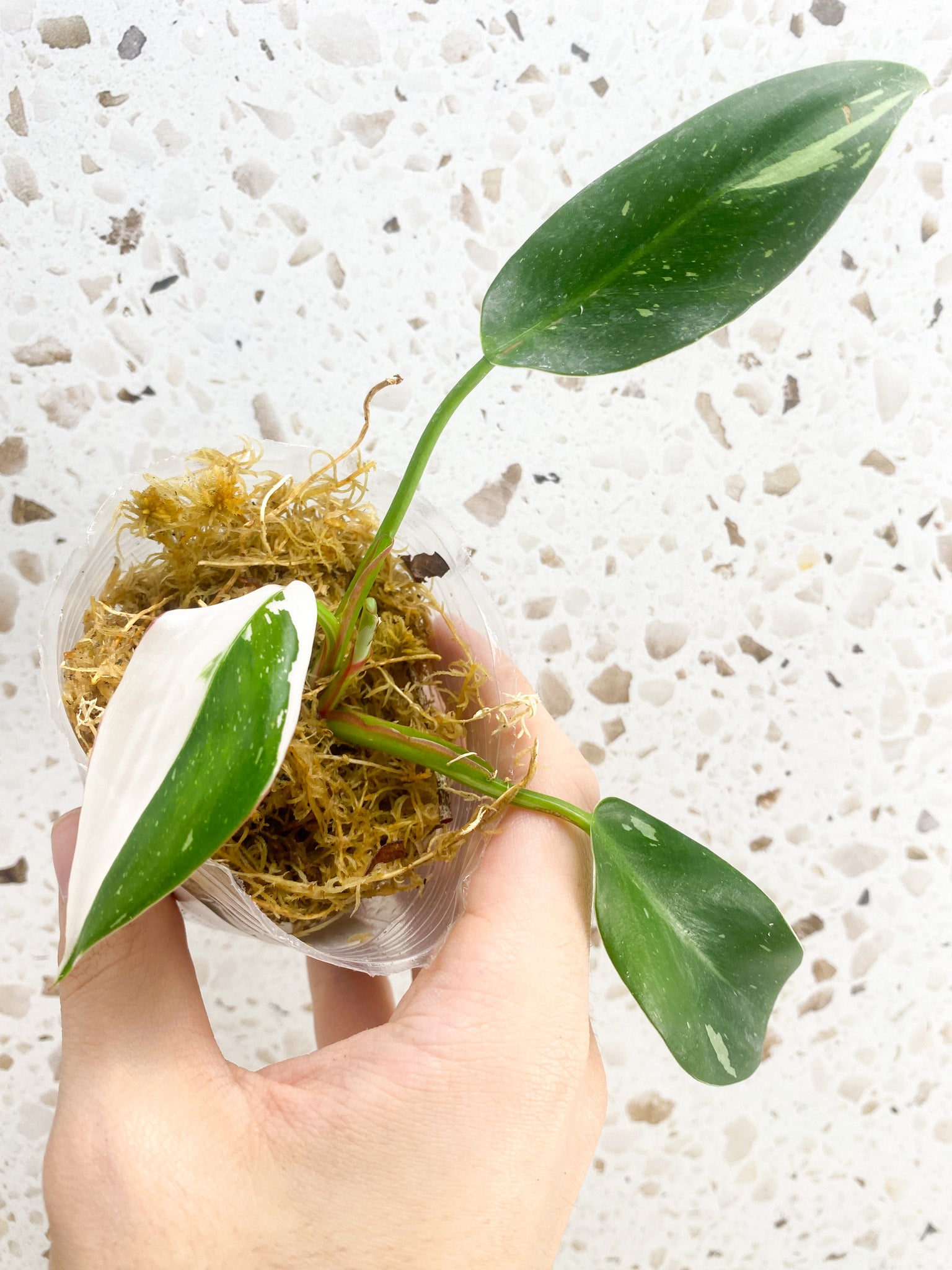 Philodendron White Princess Tricolor 3 leaves 1 shoot top cutting