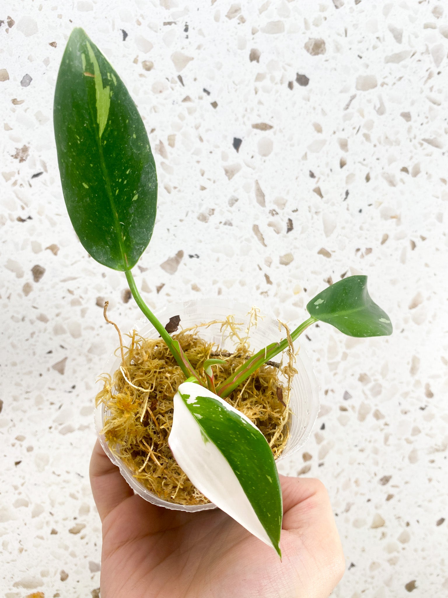 Philodendron White Princess Tricolor 3 leaves 1 shoot top cutting
