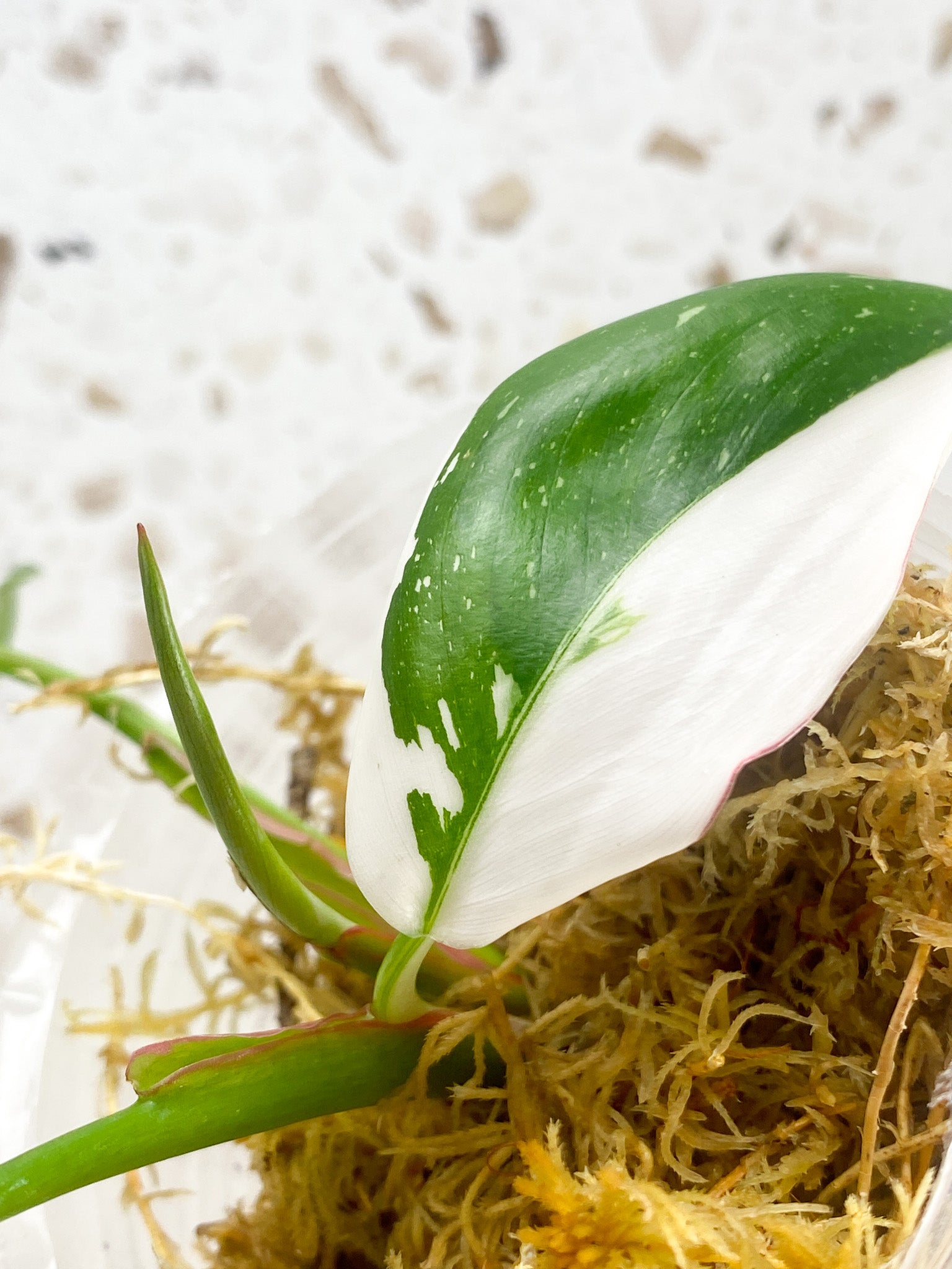 Philodendron White Princess Tricolor 3 leaves 1 shoot top cutting