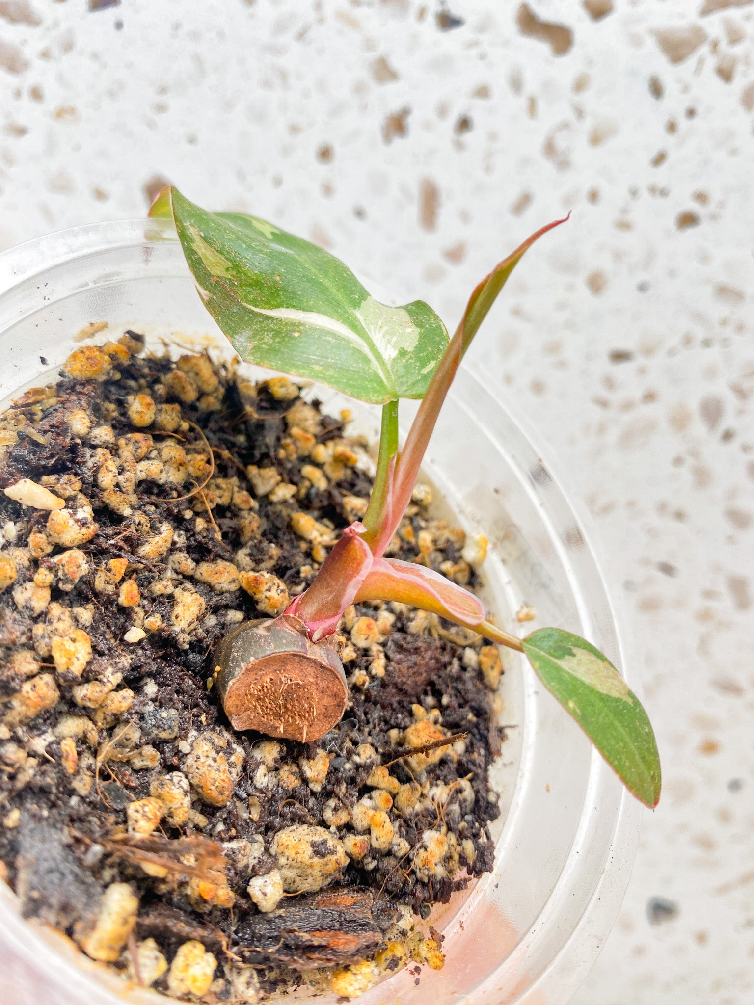 Combo Deal! Amydrium Medium Silver and Philodendron Red Anderson