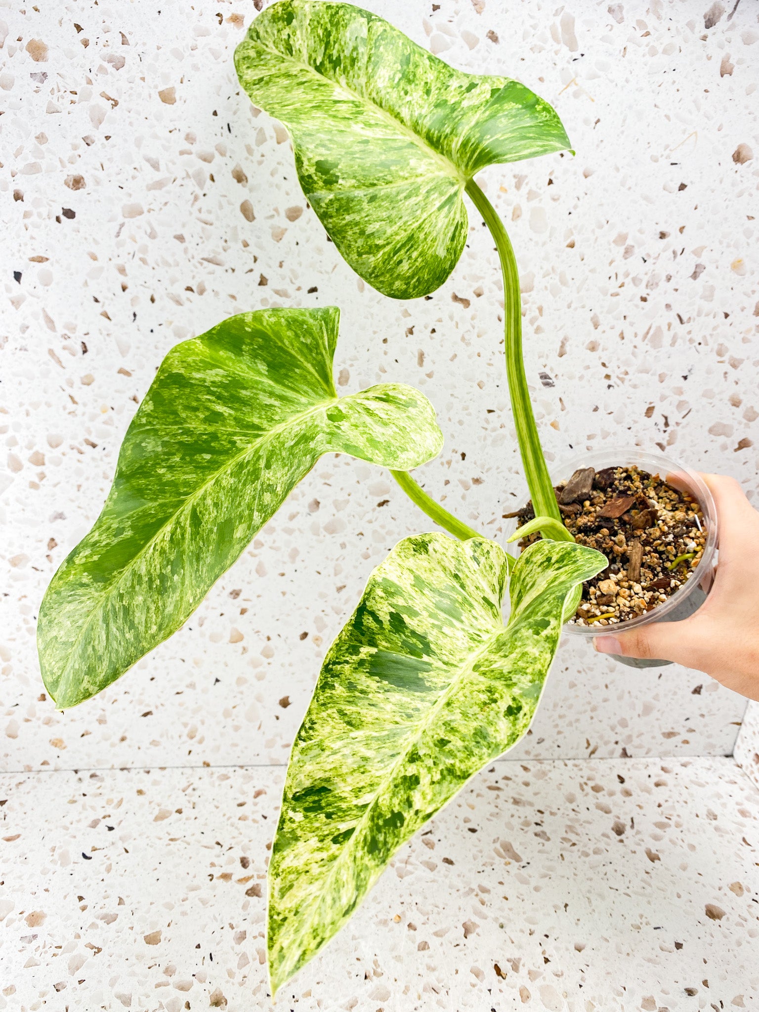 Philodendron Giganteum Blizzard Variegated 3 leaves 1 shoot