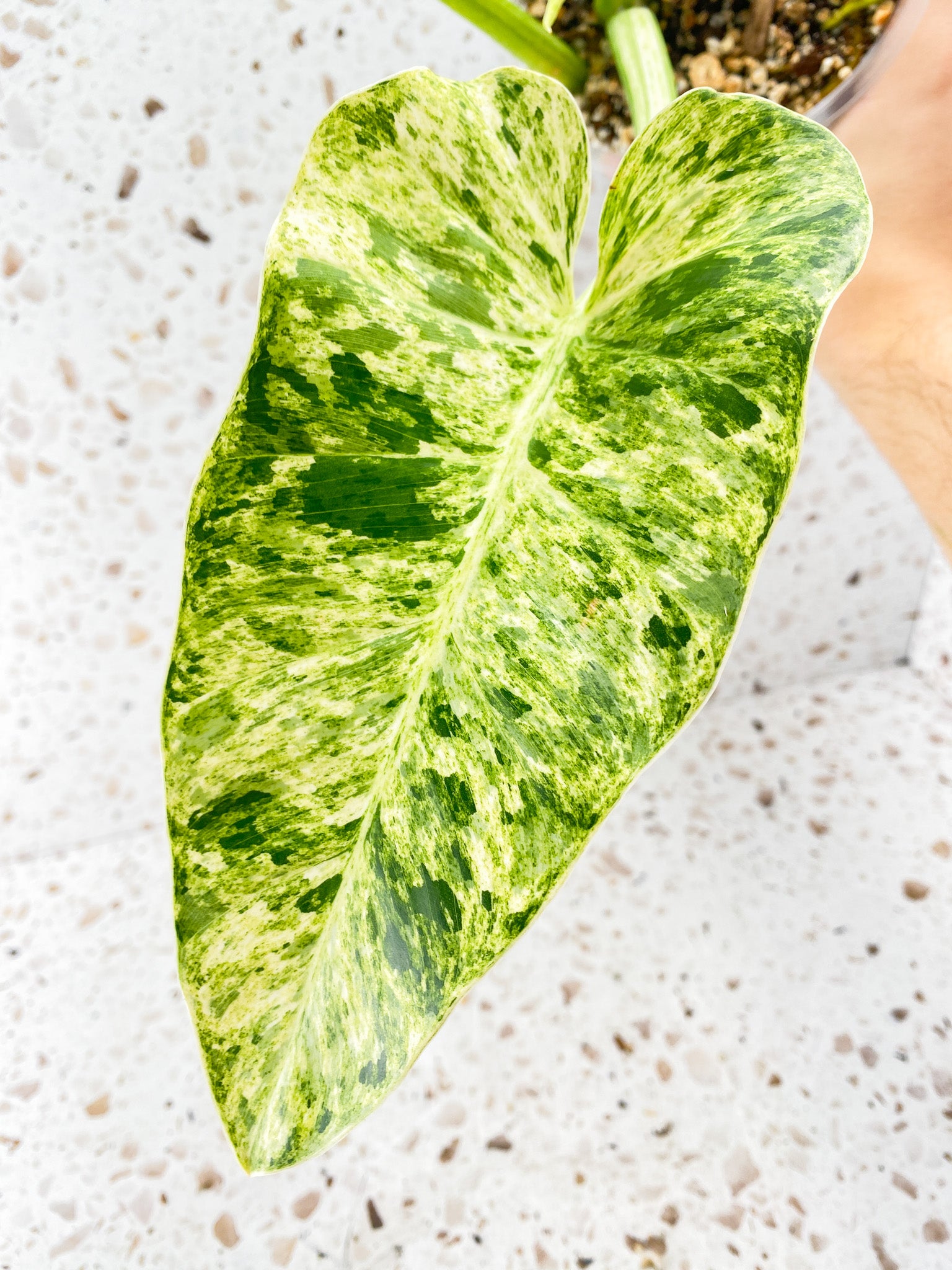 Philodendron Giganteum Blizzard Variegated 3 leaves 1 shoot