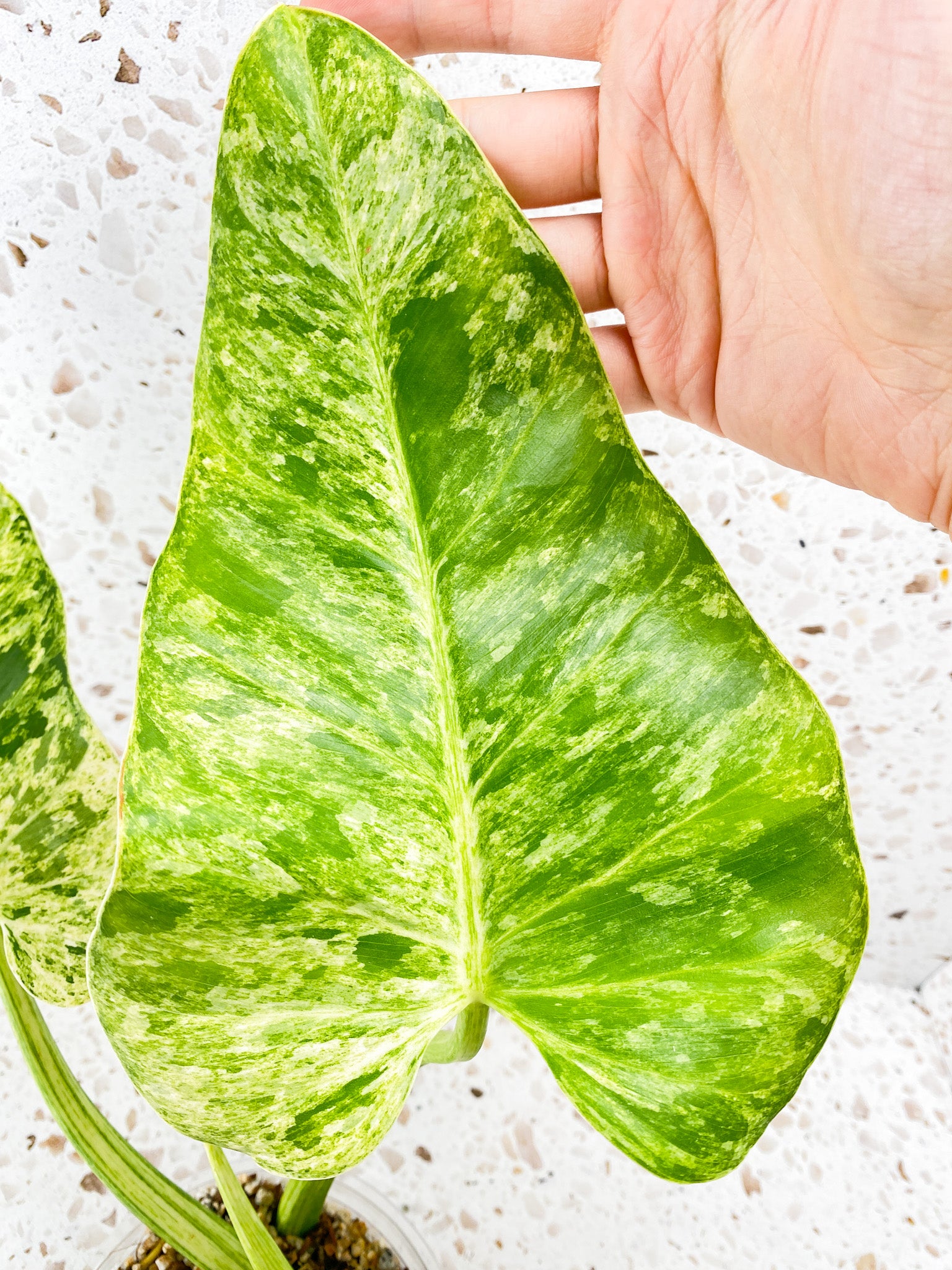 Philodendron Giganteum Blizzard Variegated 3 leaves 1 shoot