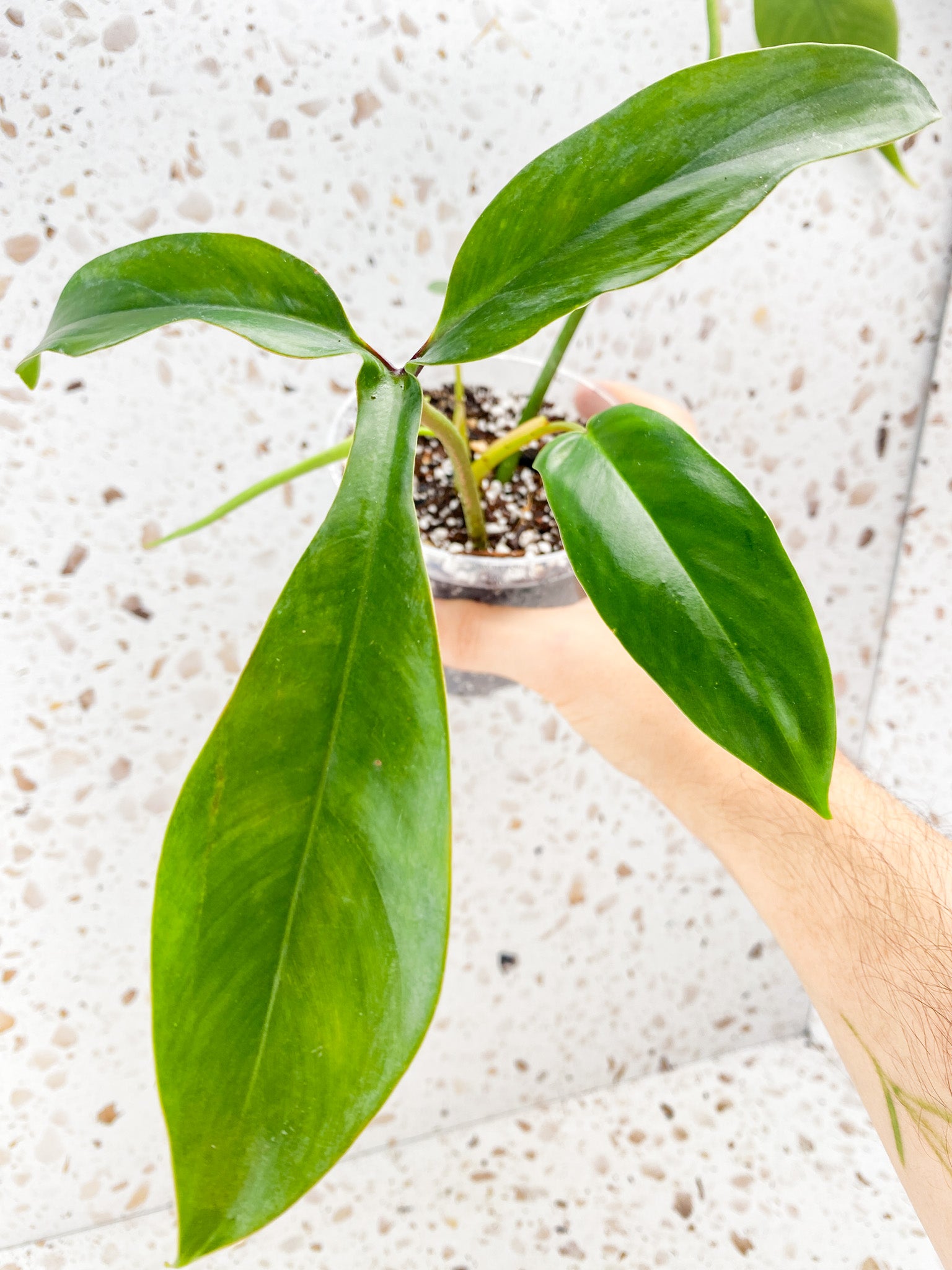 Philodendron 69686 4 leaves 1 unfurling top cutting