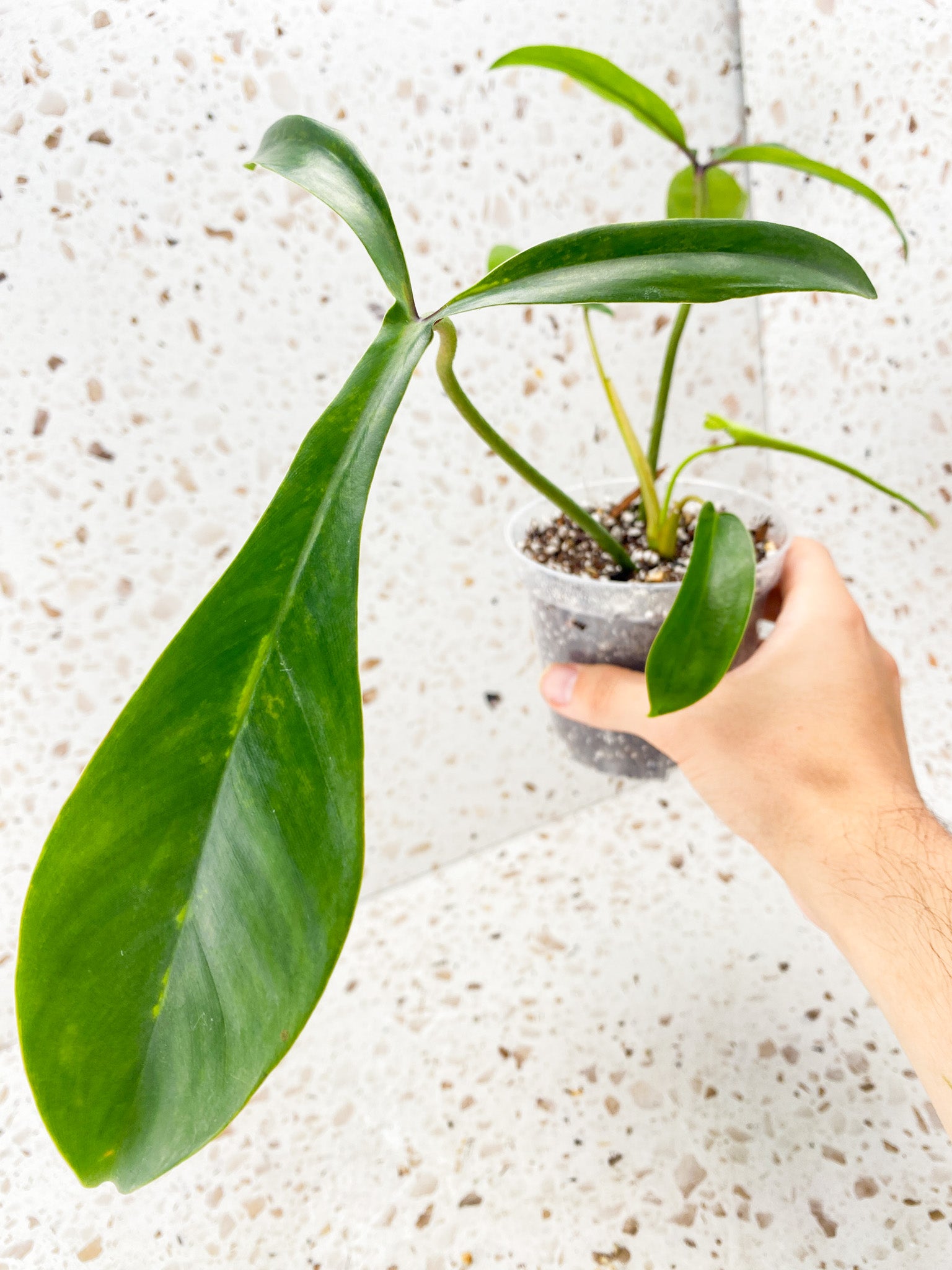 Philodendron 69686 4 leaves 1 unfurling top cutting